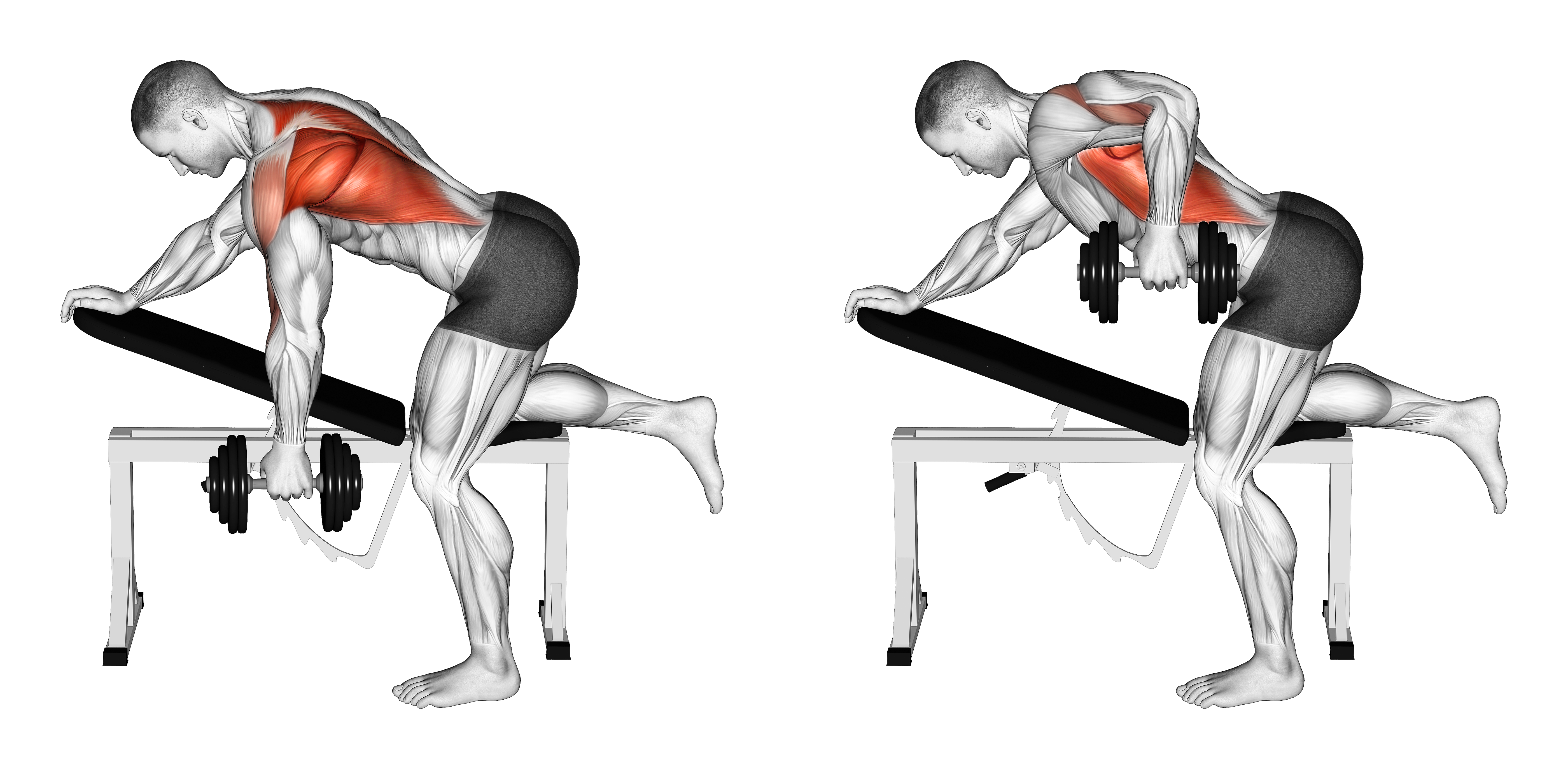 Dumbbell Bent Over Single Arm Row