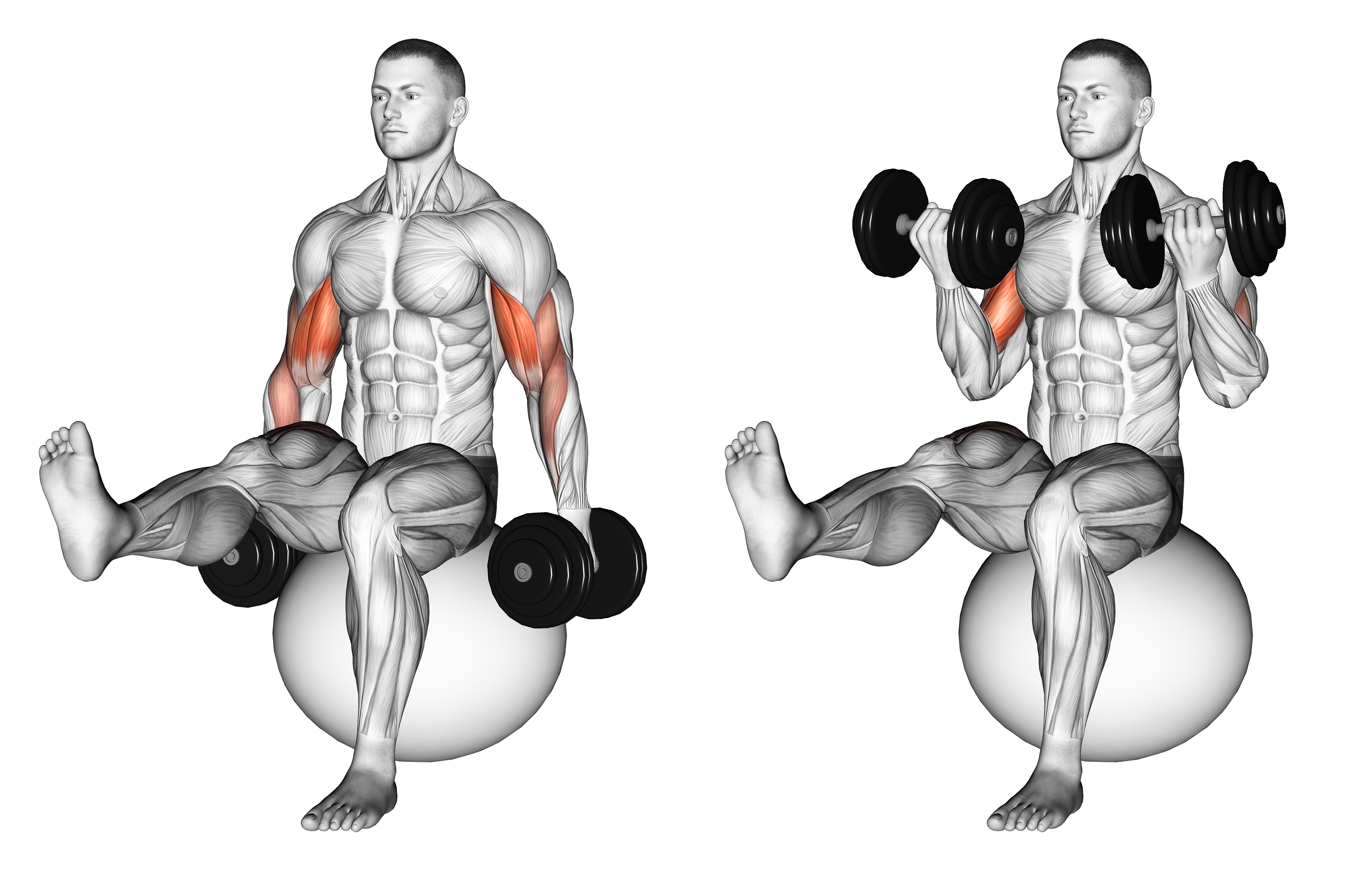 Dumbbell Bicep Curl On Exercise Ball With Leg Raised