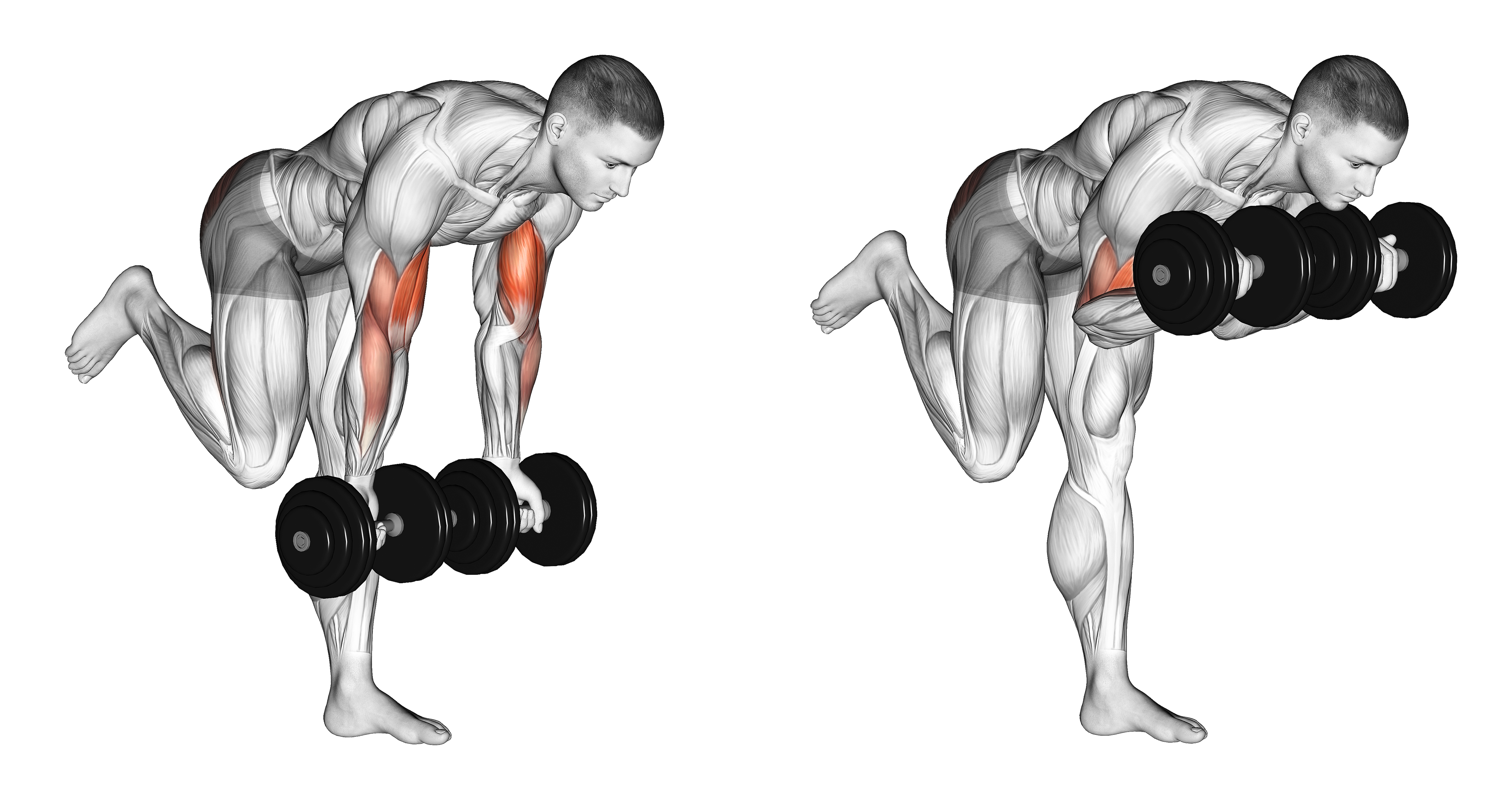 Dumbbell Bicep Curl With Stork Stance