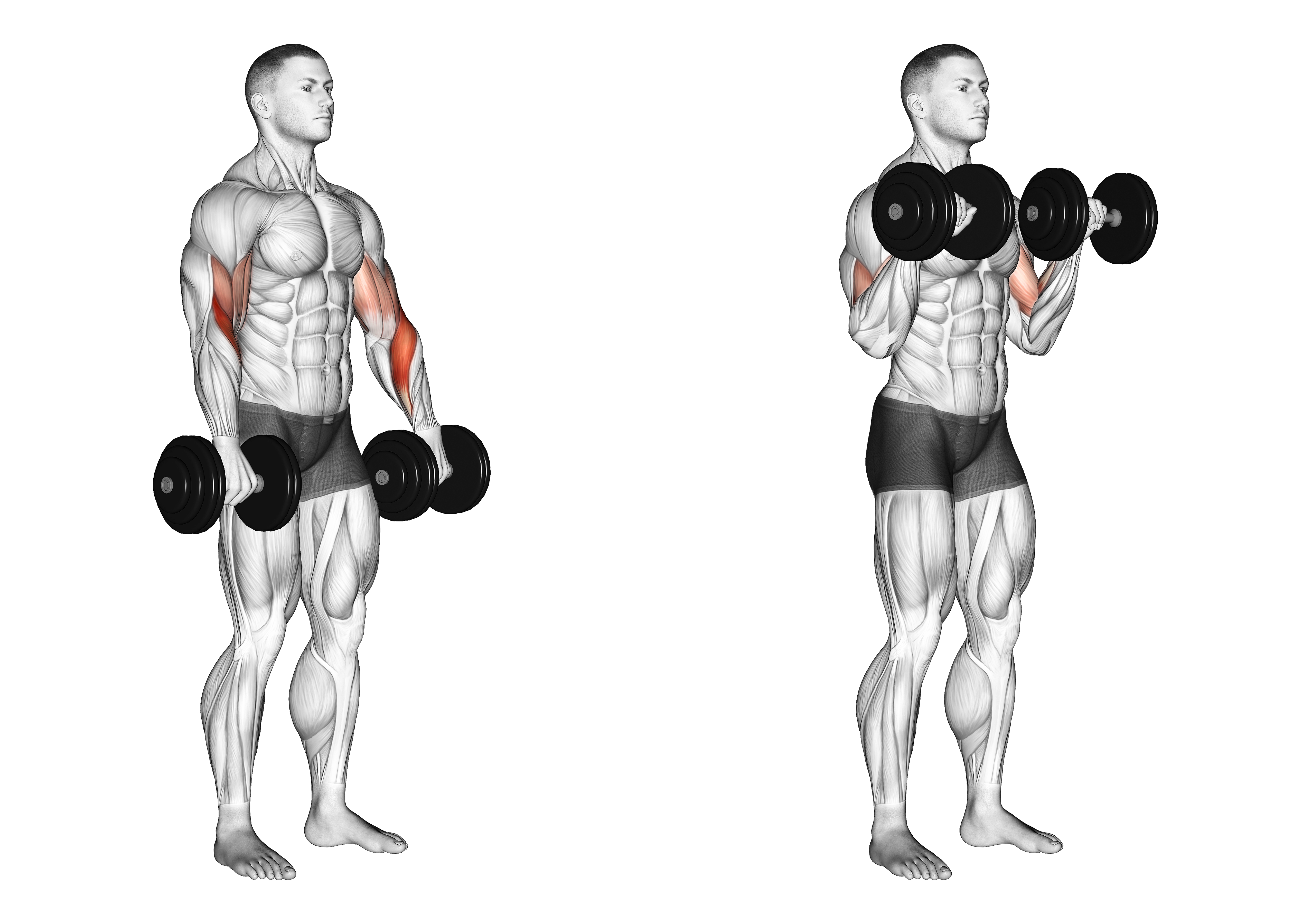 Dumbbell Biceps Curl Reverse