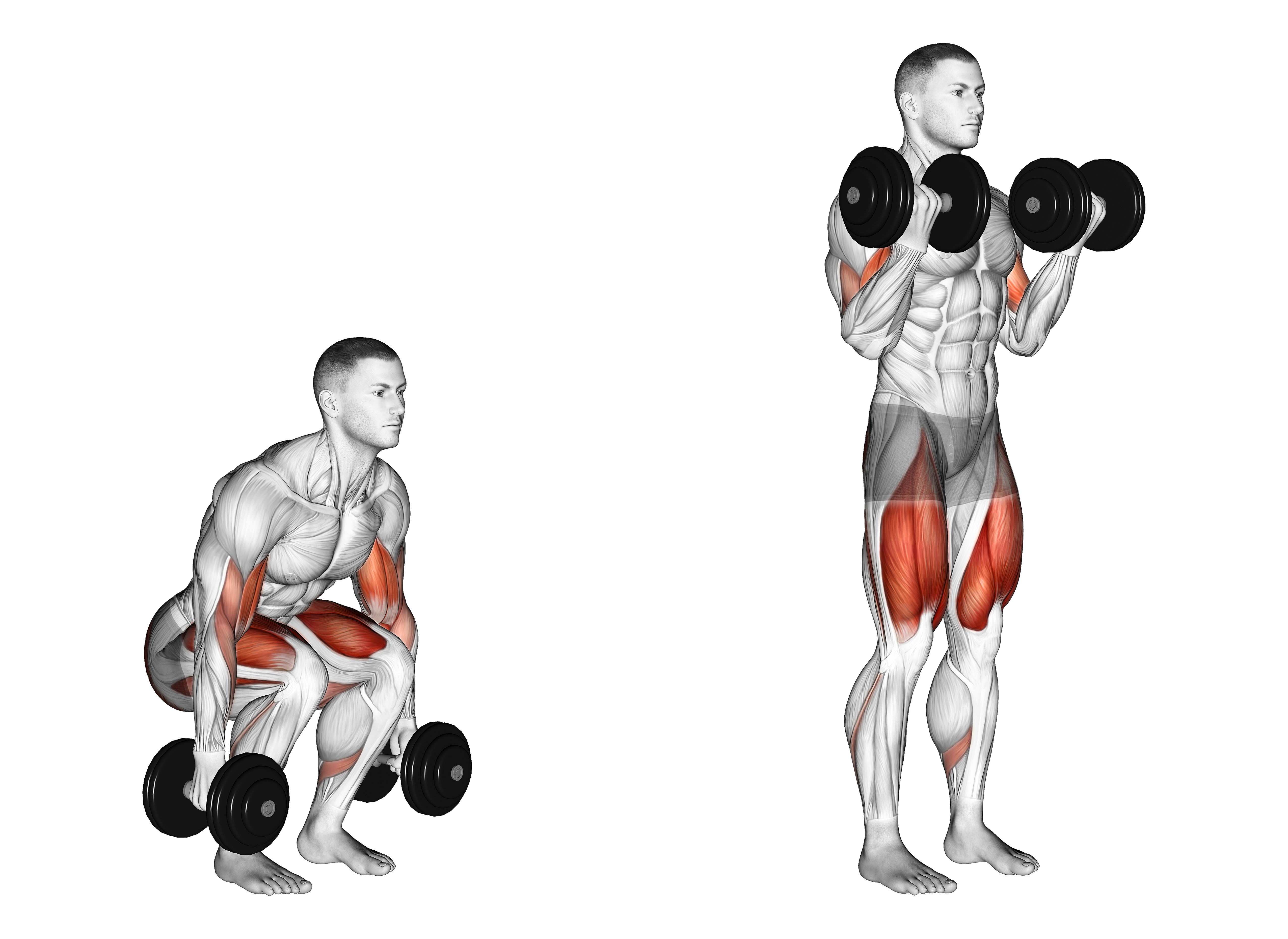 Dumbbell Biceps Curl Squat