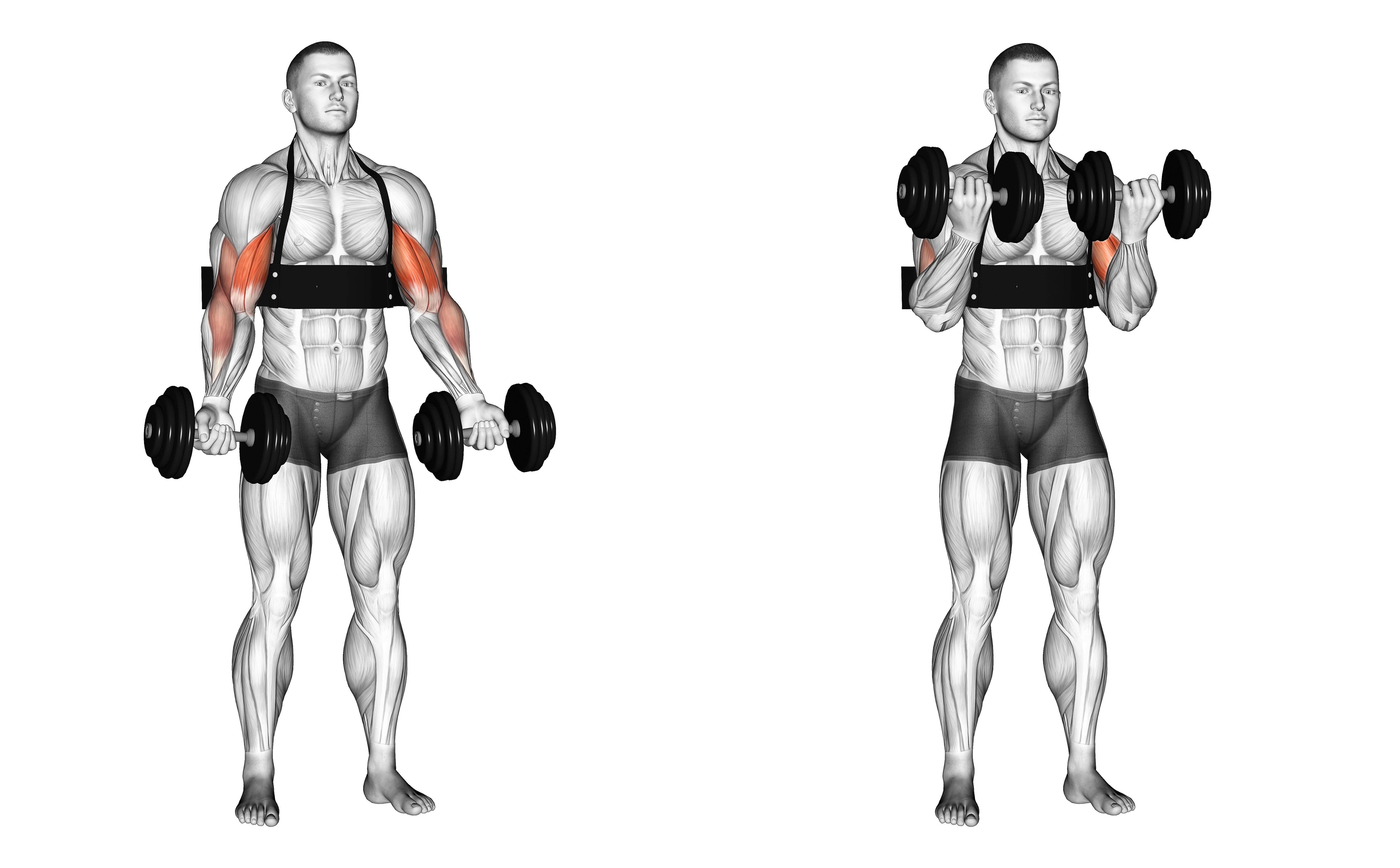 Dumbbell Biceps Curl (with Arm Blaster)