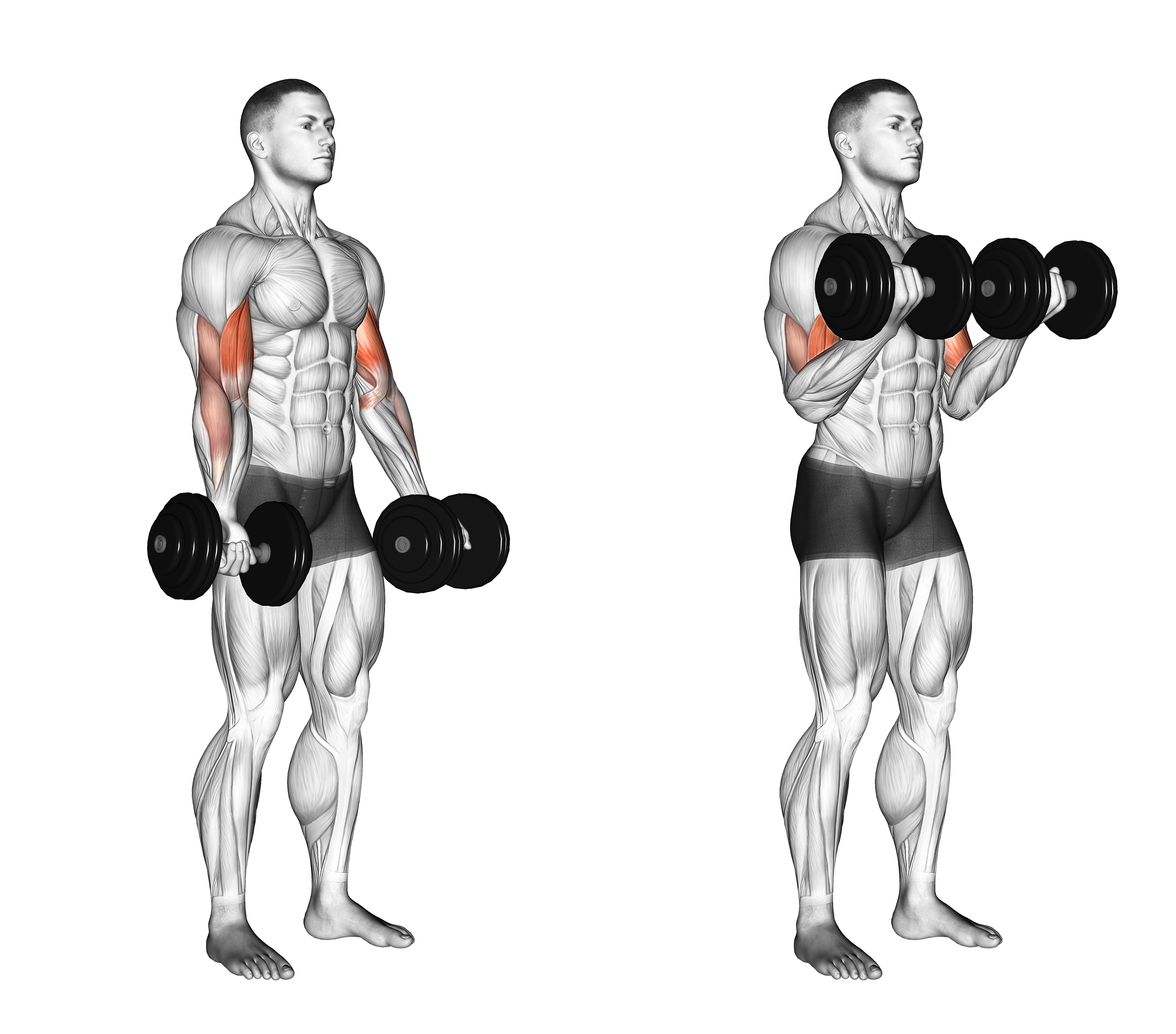 Dumbbell Biceps Curl