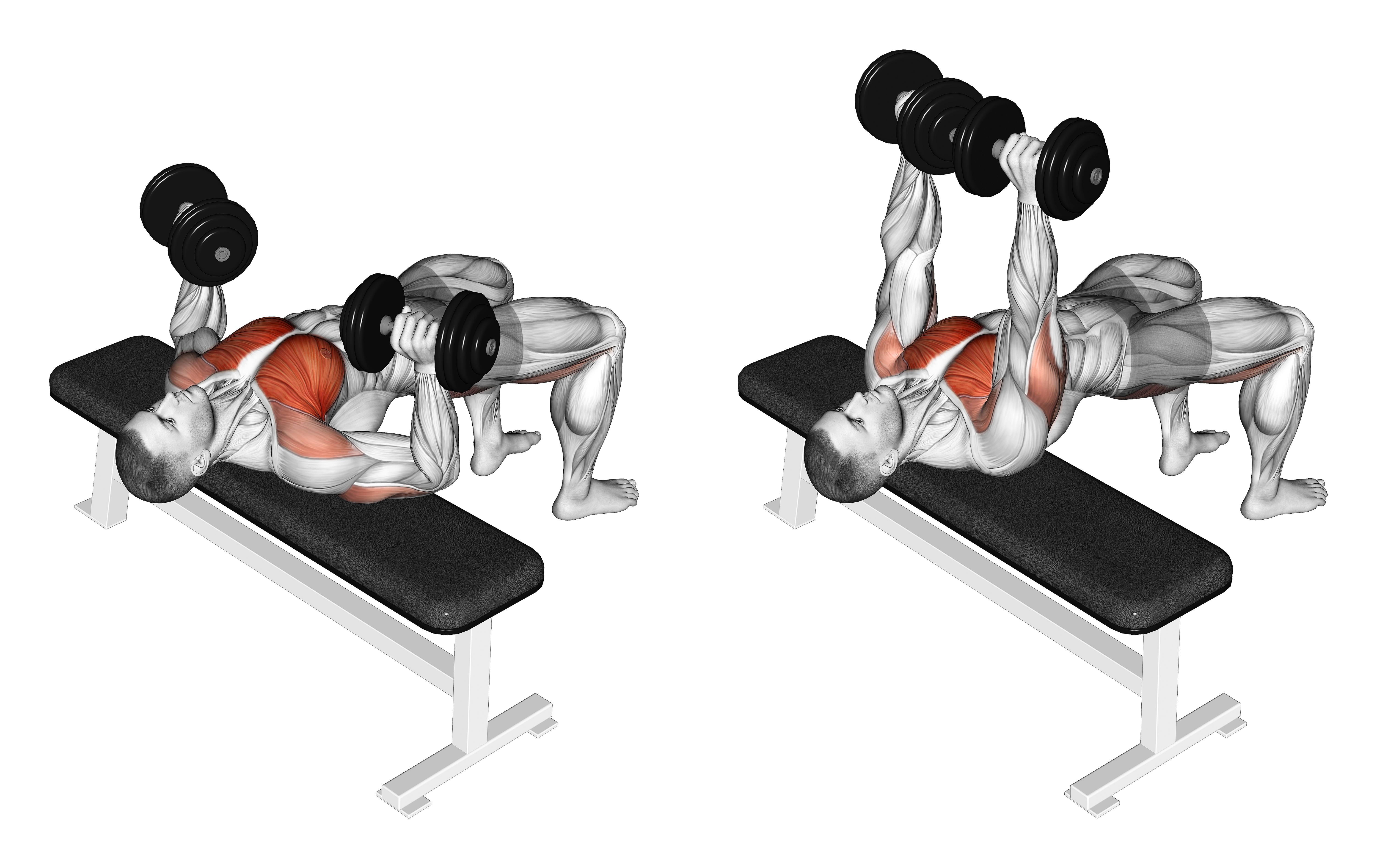 Dumbbell Bridge Bench Press