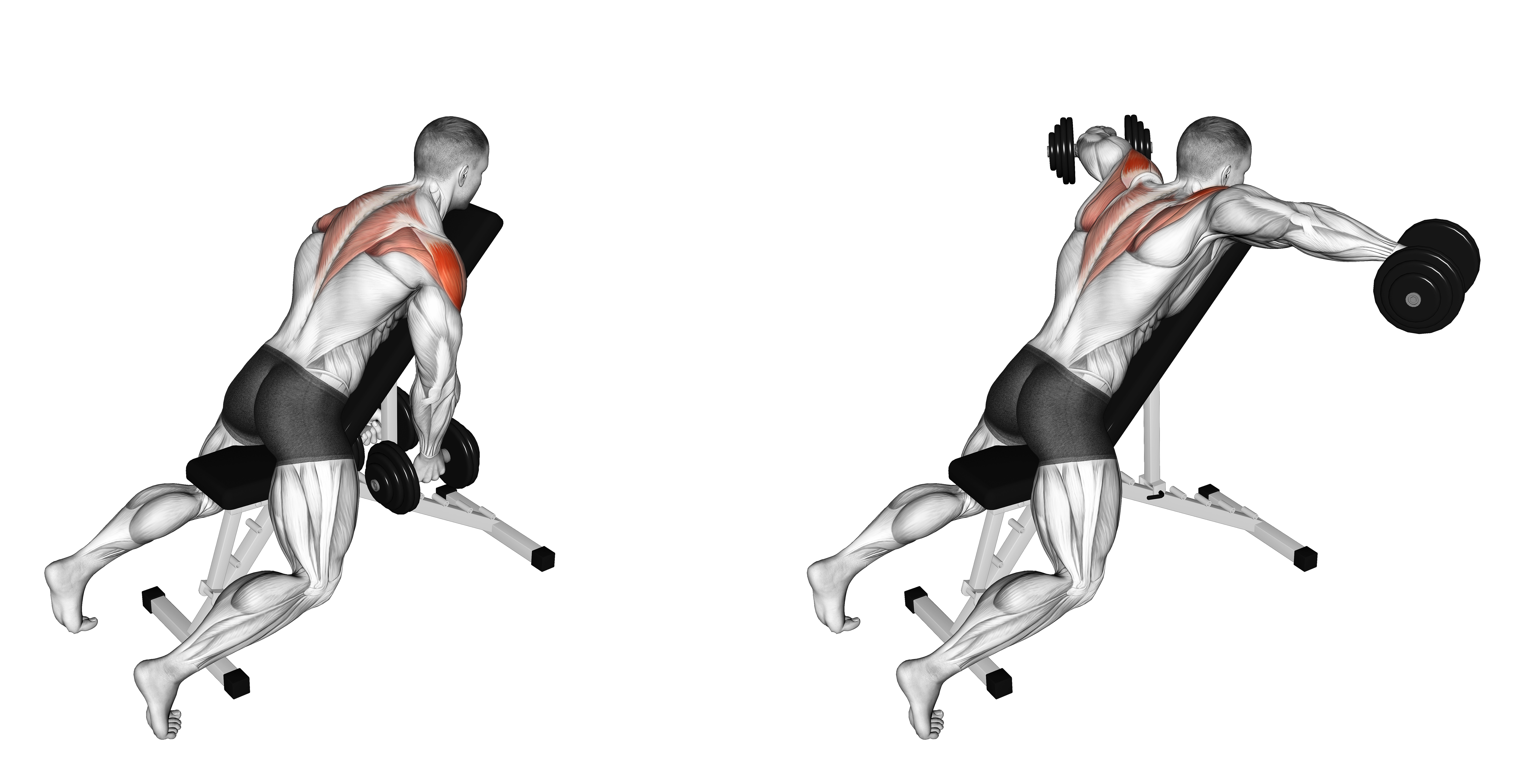 Dumbbell Chest Supported Lateral Raises