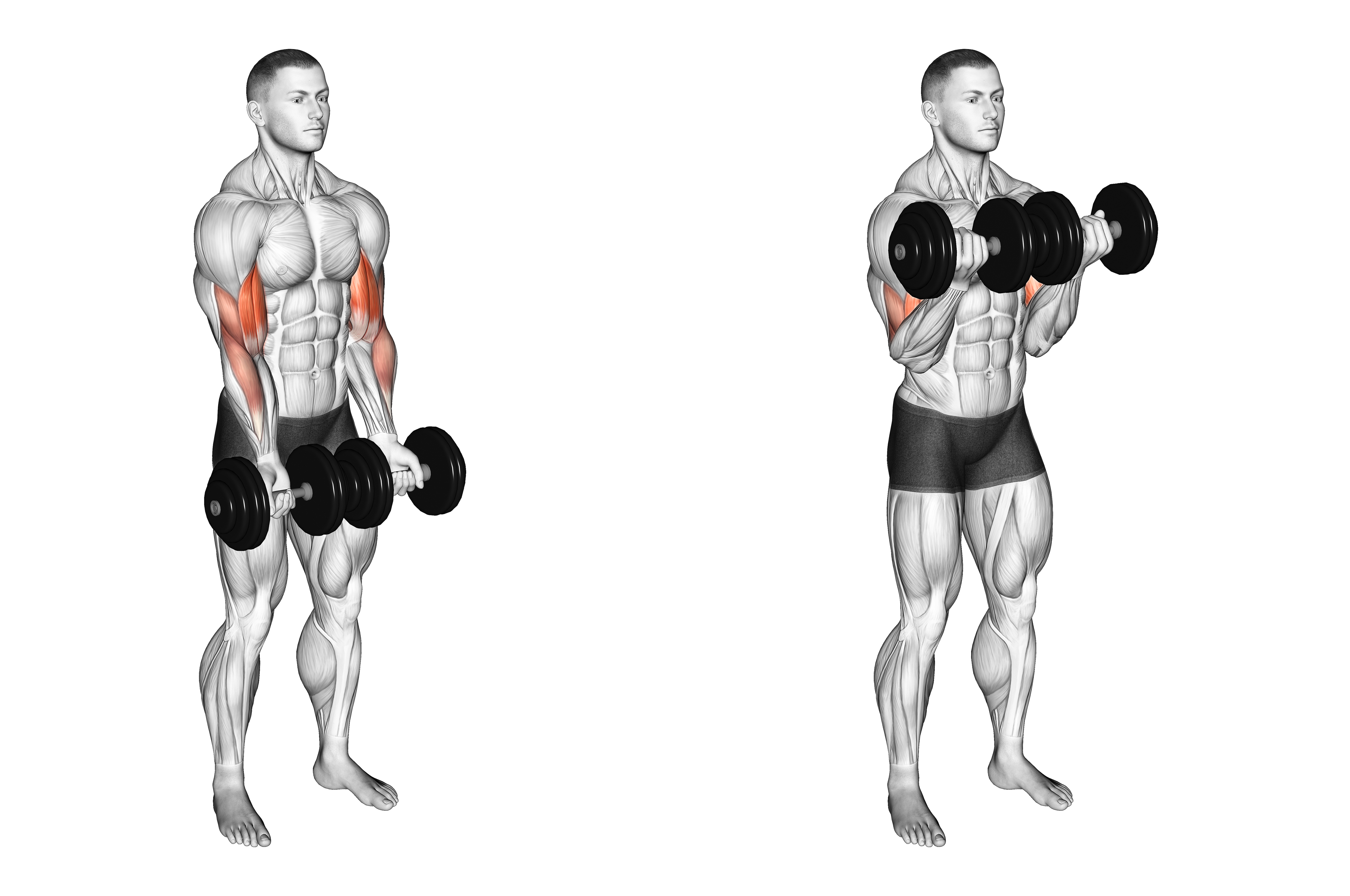 Dumbbell Close Grip Curl