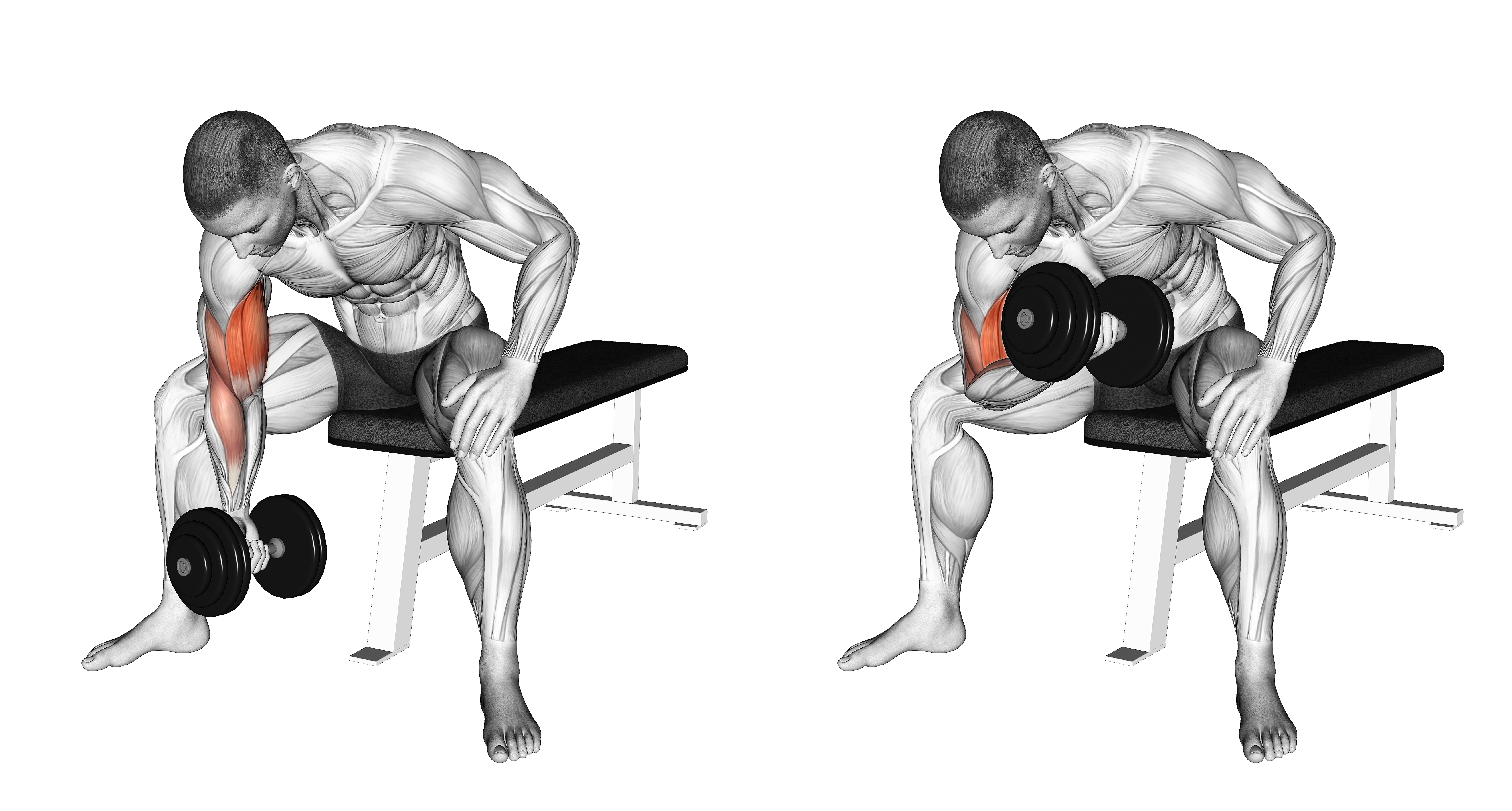 Dumbbell Concentration Curl