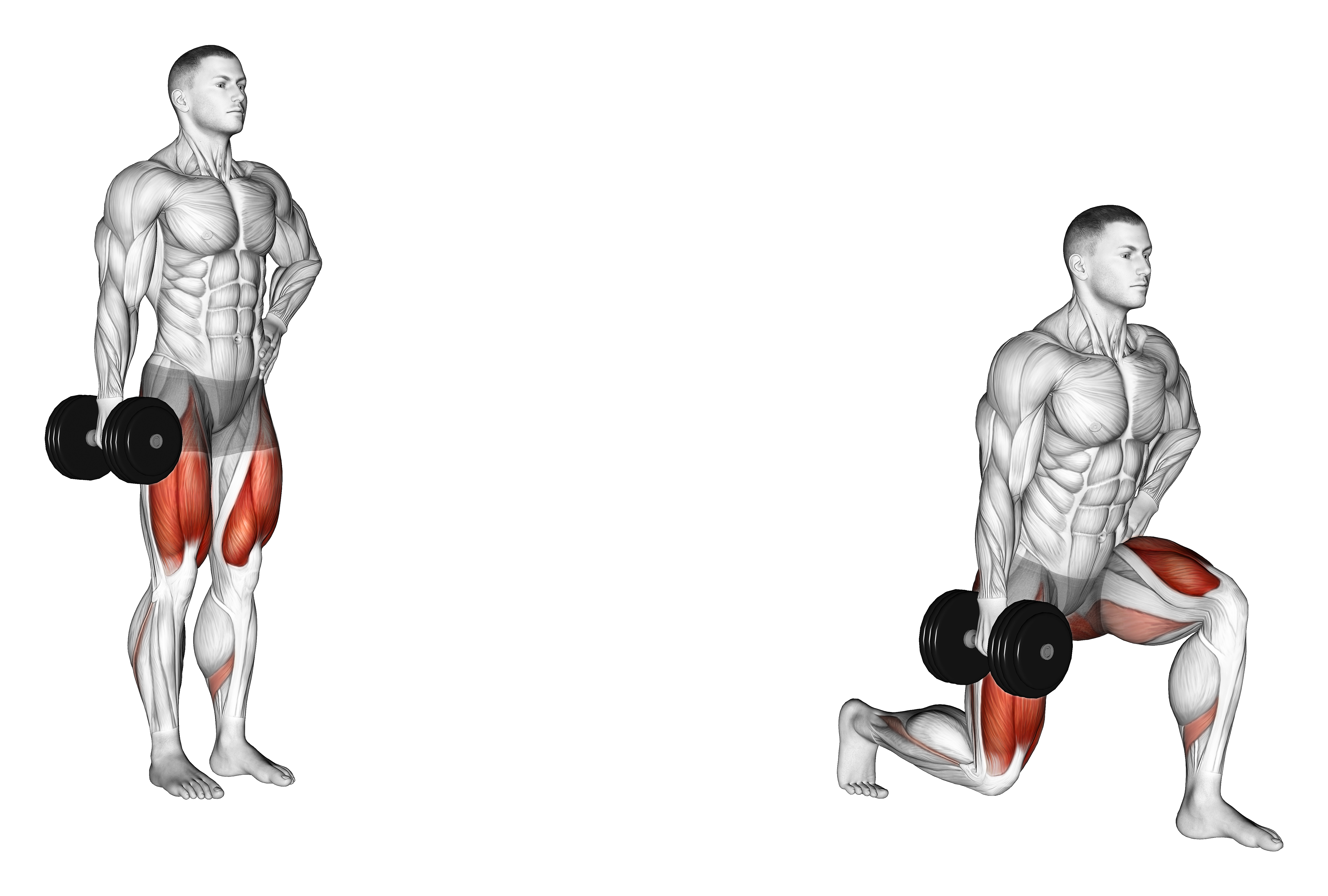 Dumbbell Contralateral Forward Lunge