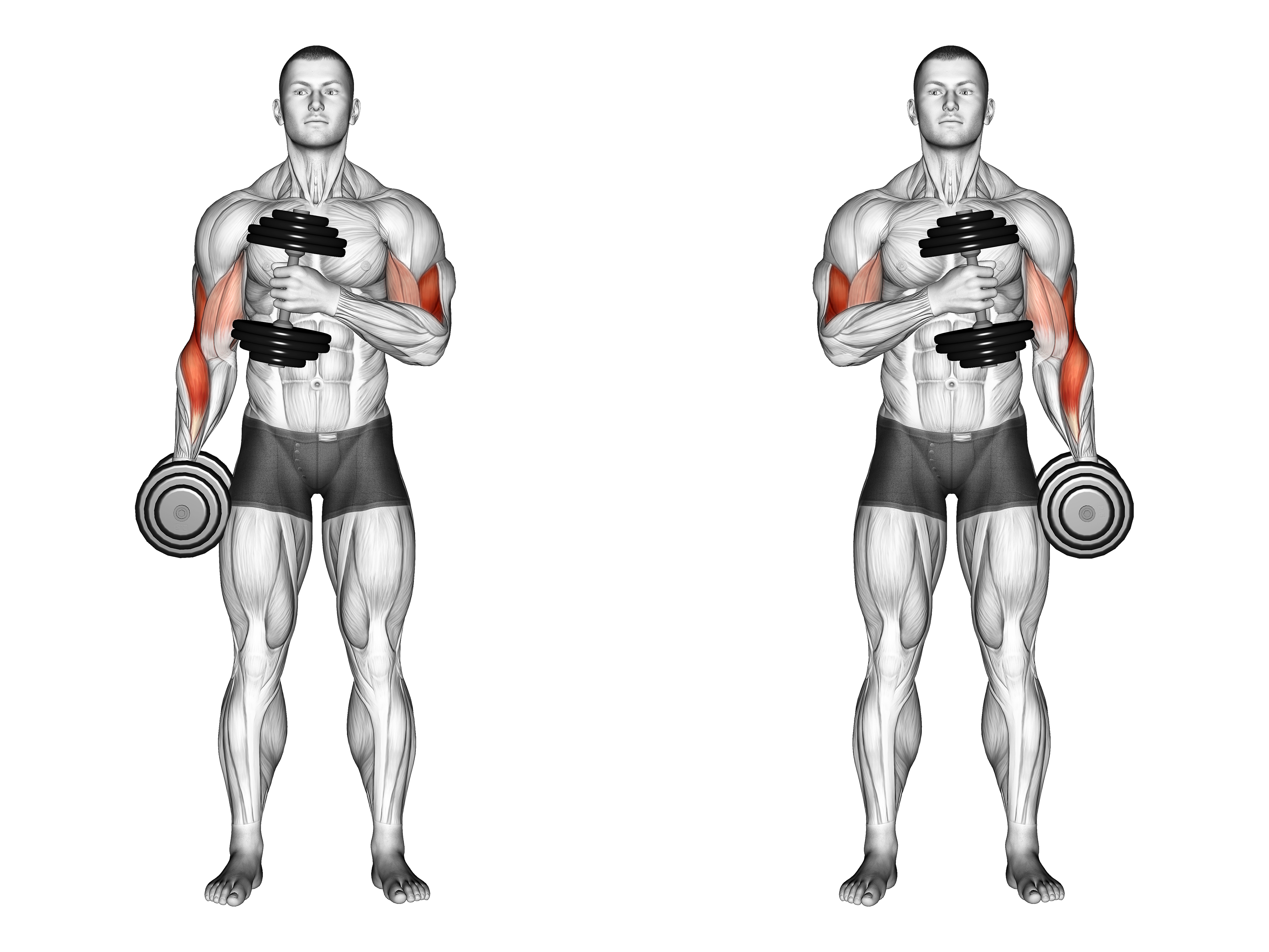 Dumbbell Cross Body Hammer Curl (version 2)