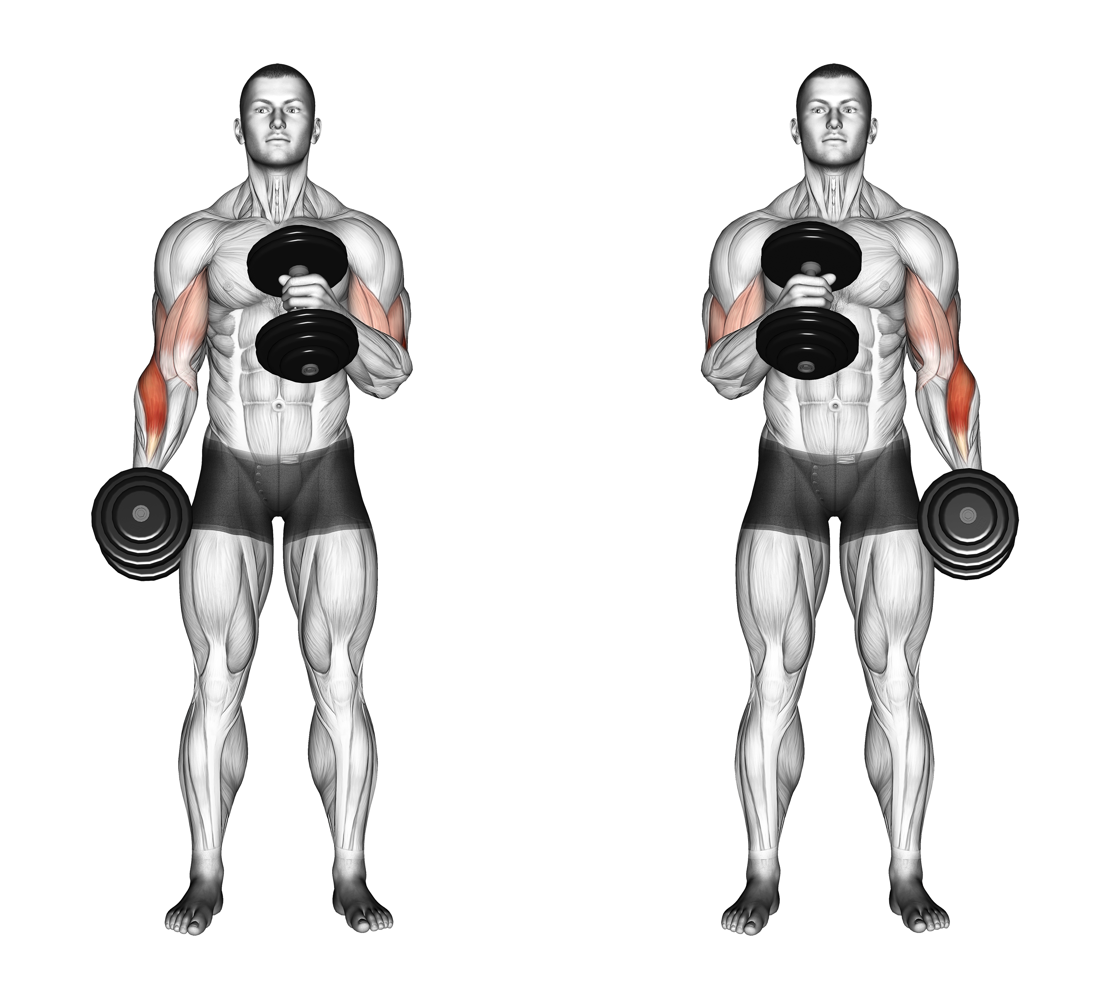 Dumbbell Cross Body Hammer Curl