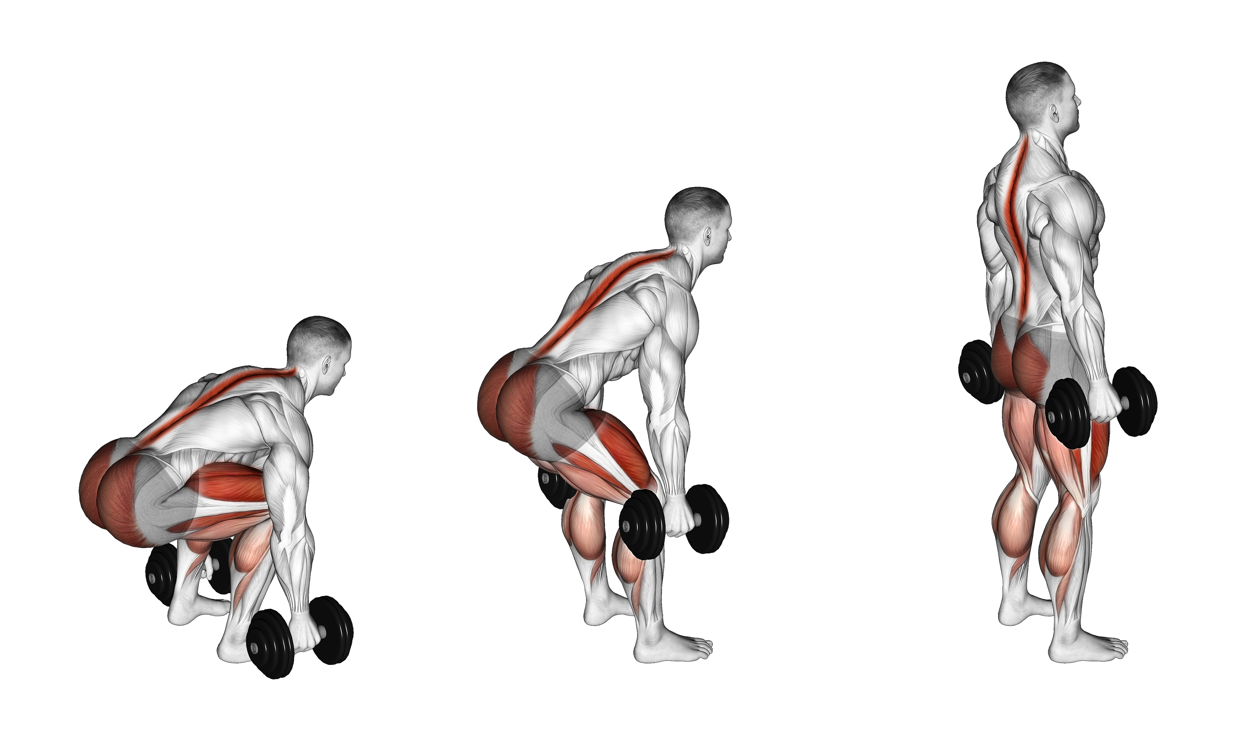 Dumbbell Deadlift (neutral Grip)