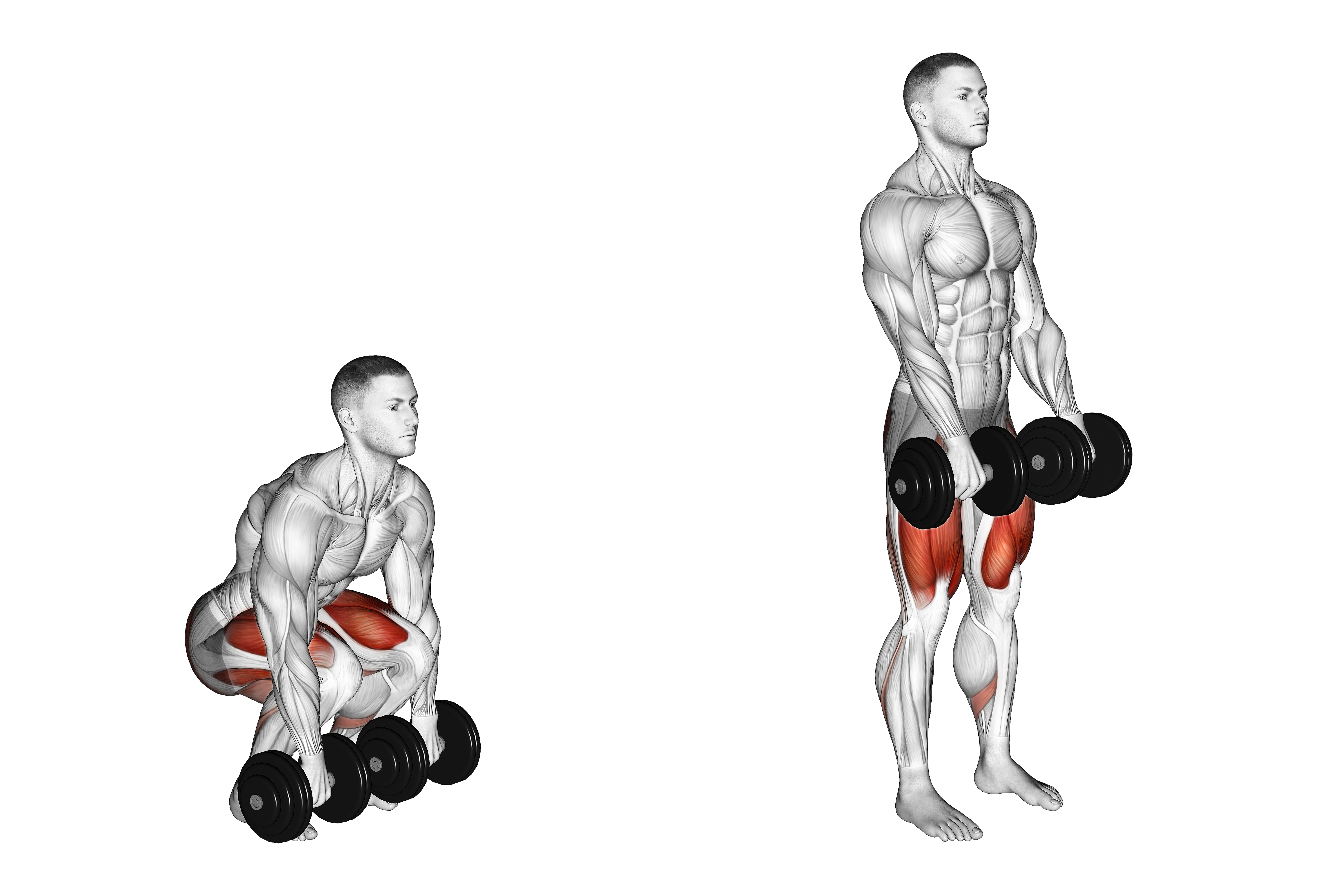 Dumbbell Deadlift (version 2)