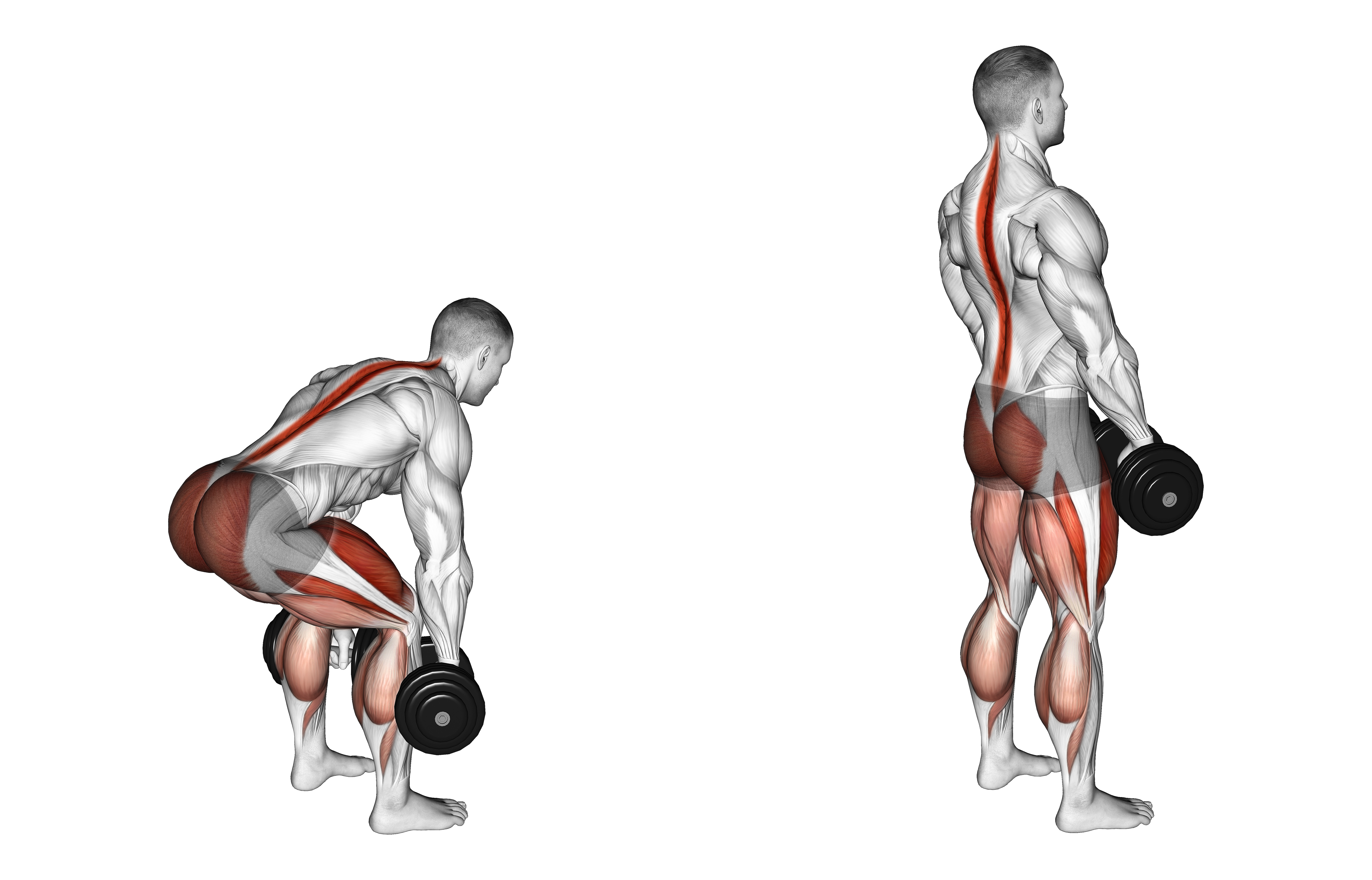 Dumbbell Deadlift