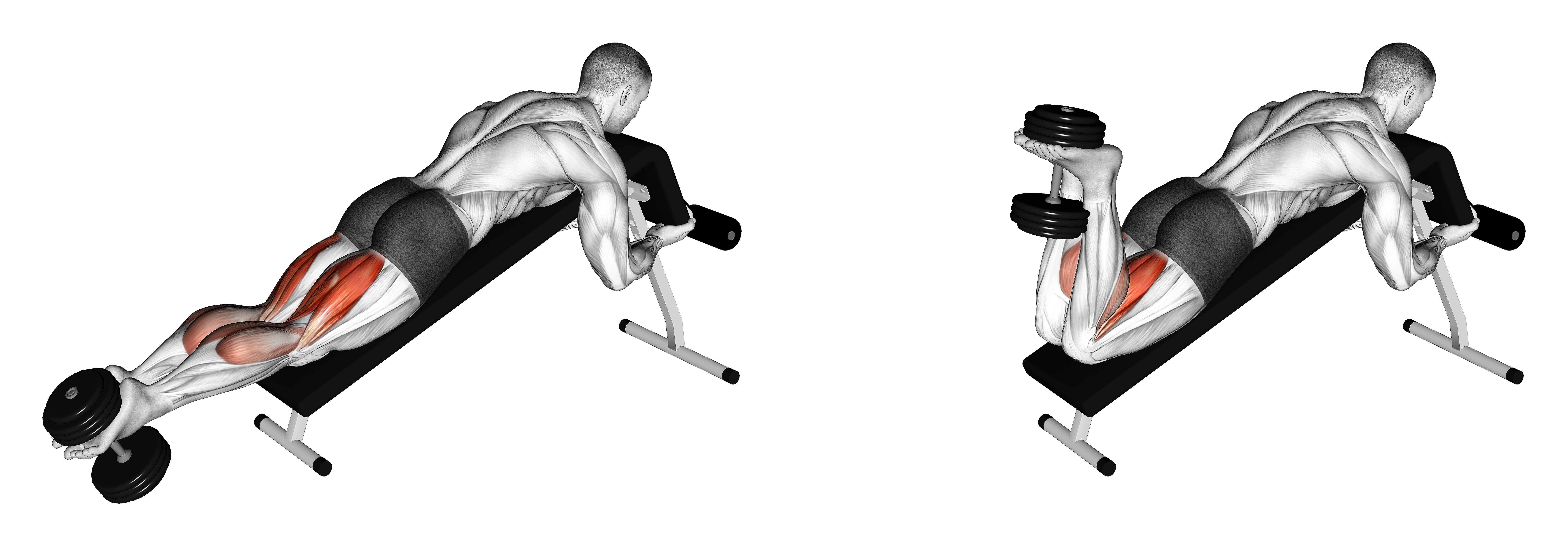 Dumbbell Decline Lying Leg Curl