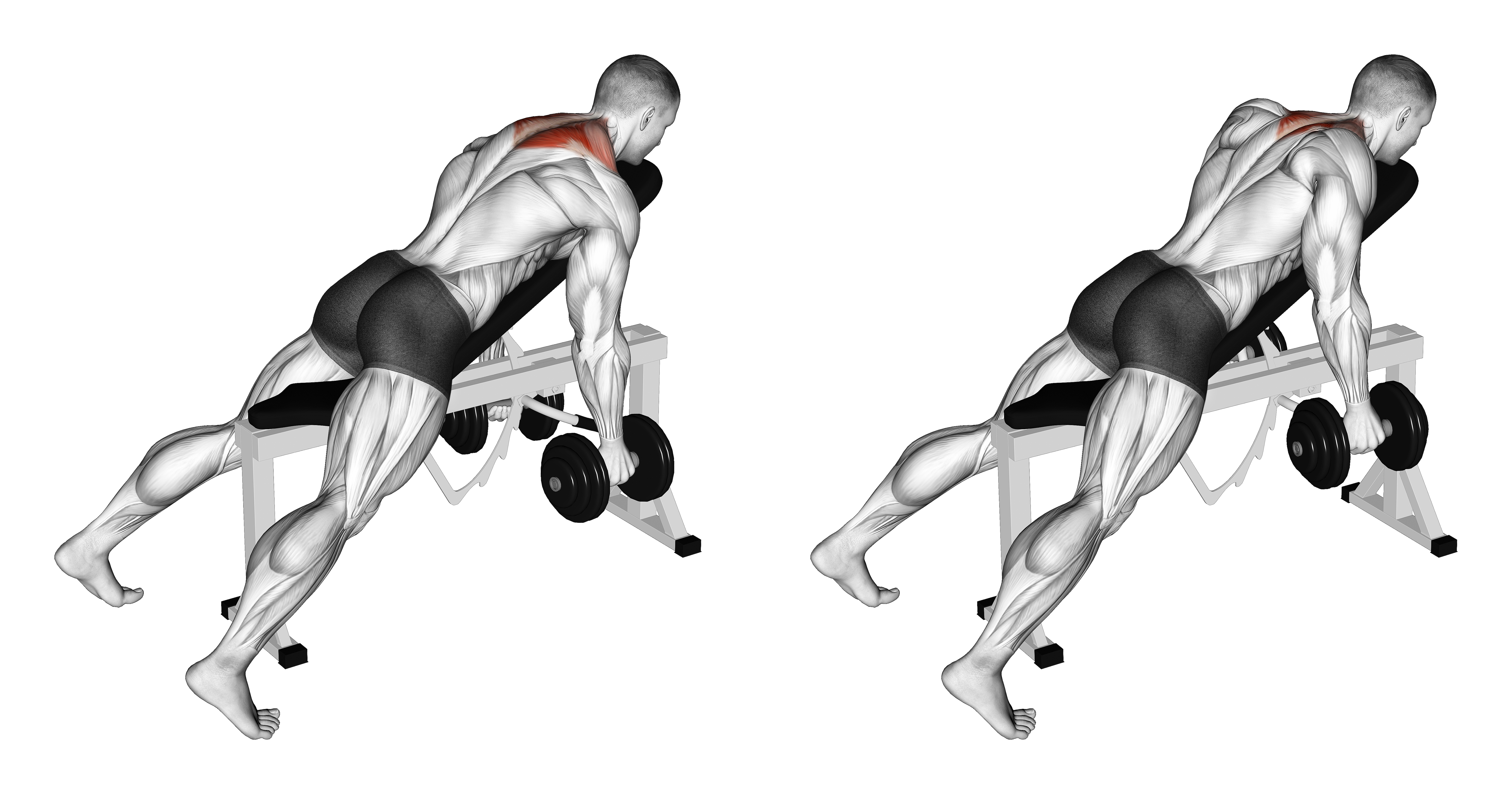 Dumbbell Decline Shrug (version 2)