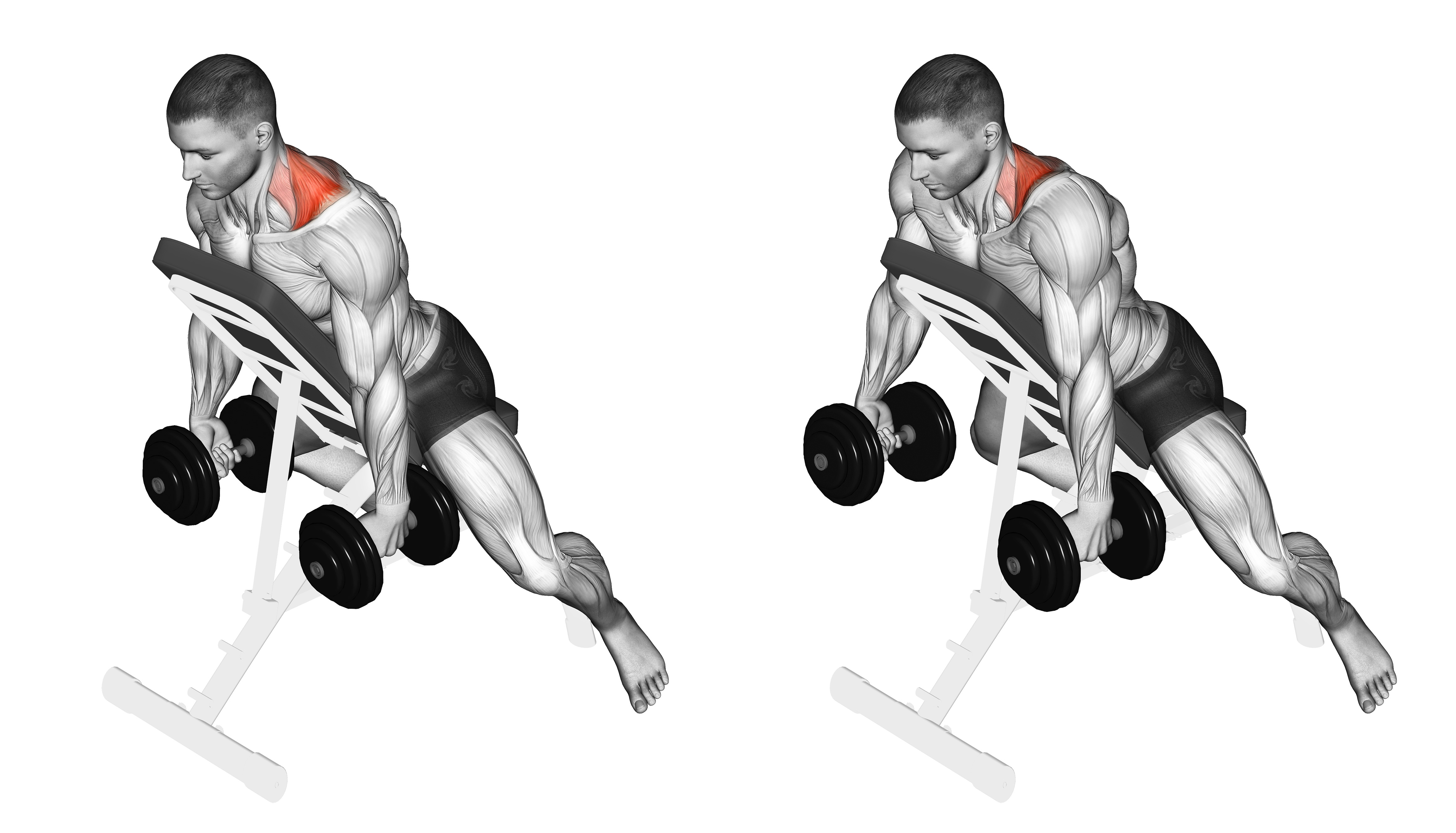 Dumbbell Decline Shrug