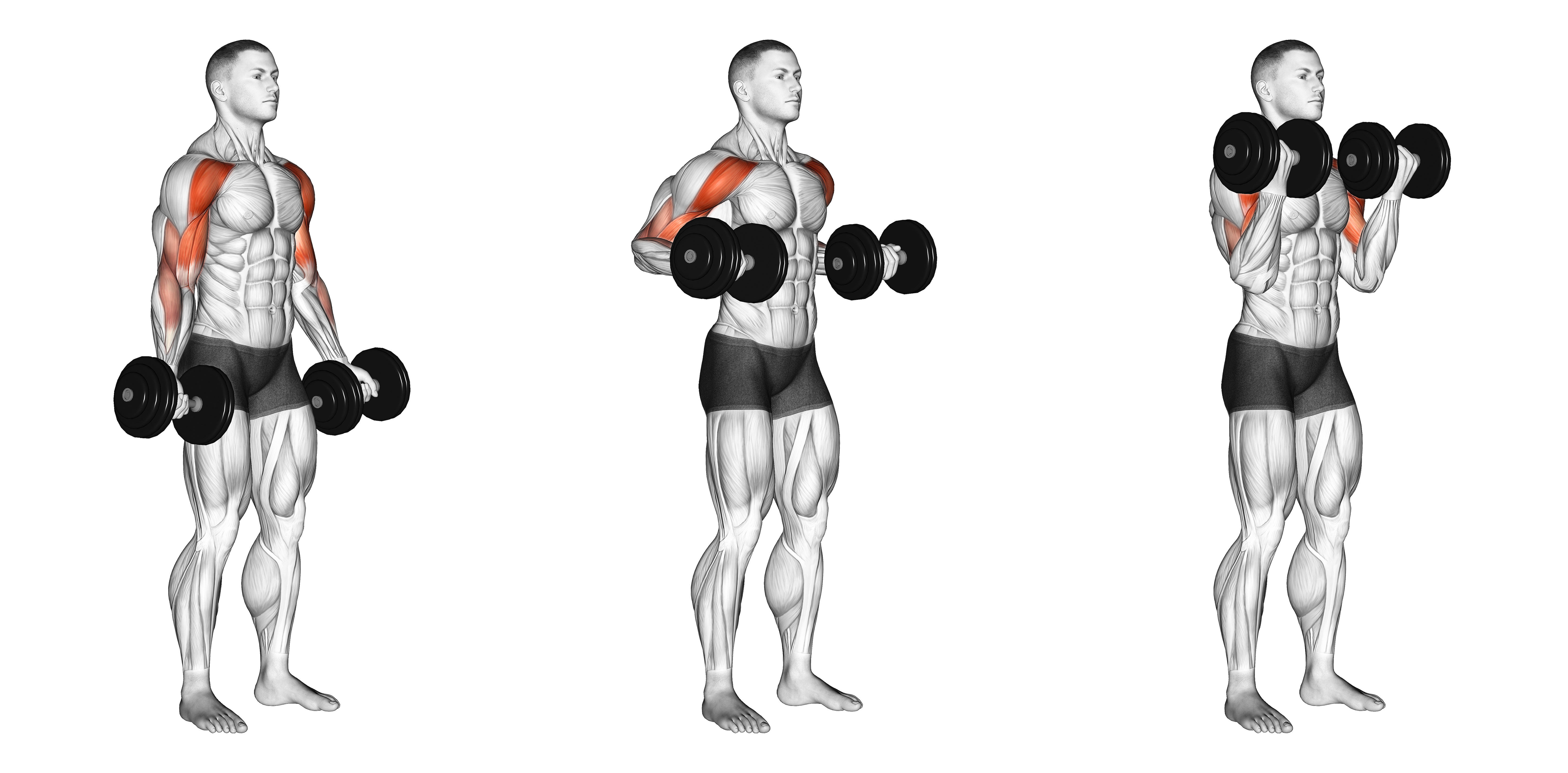 Dumbbell Drag Bicep Curl