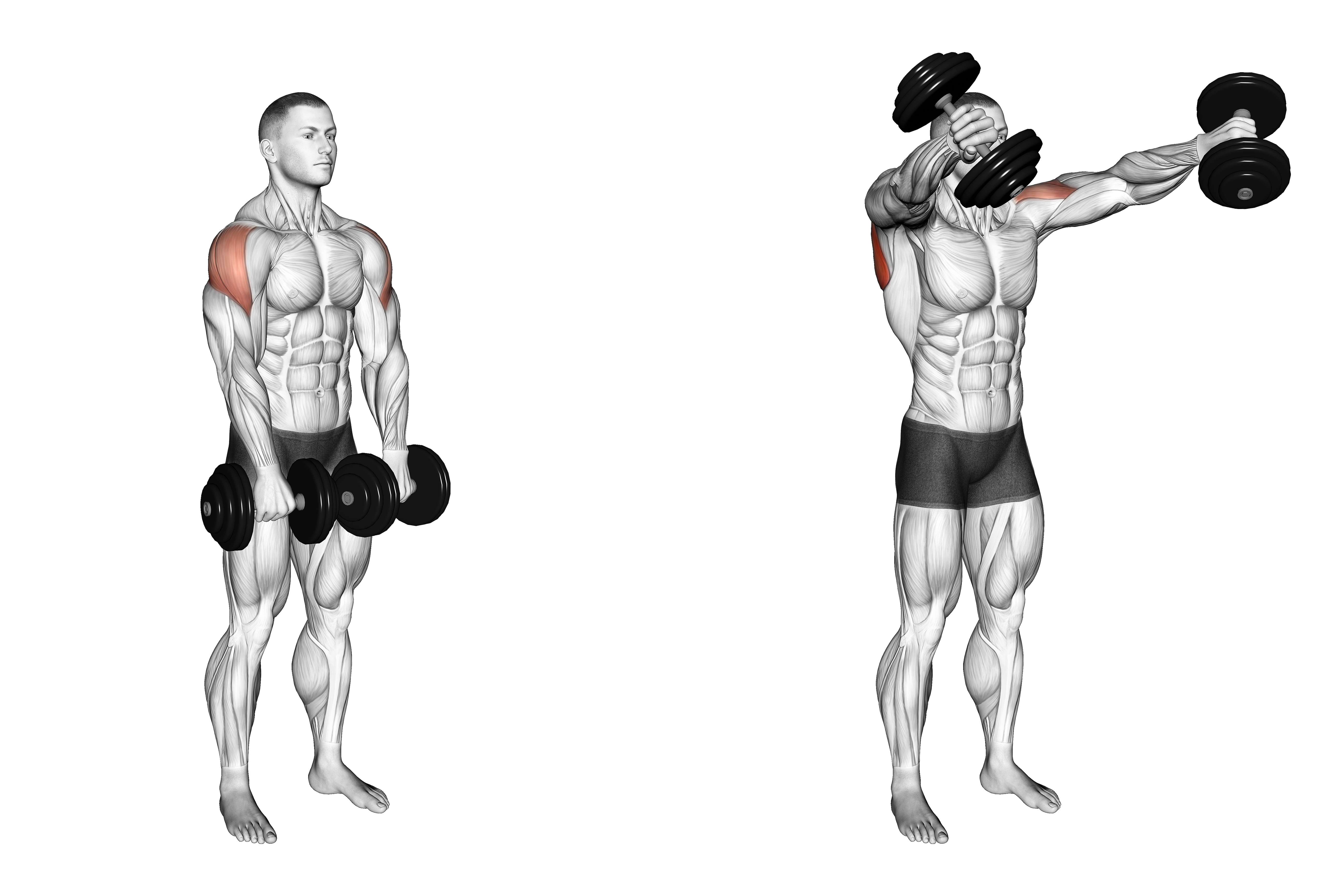 Dumbbell Empty Can Exercise