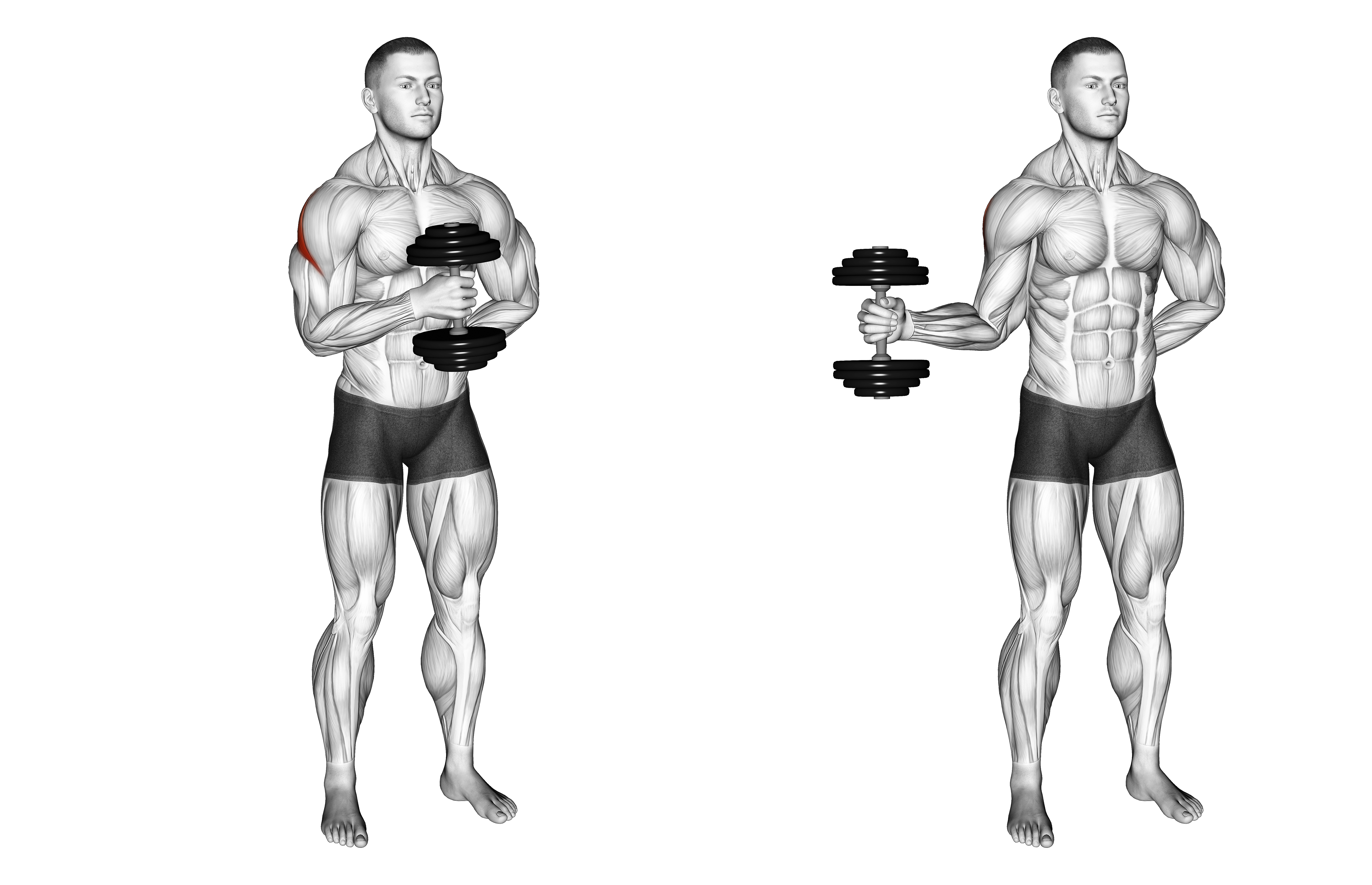 Dumbbell External Rotation