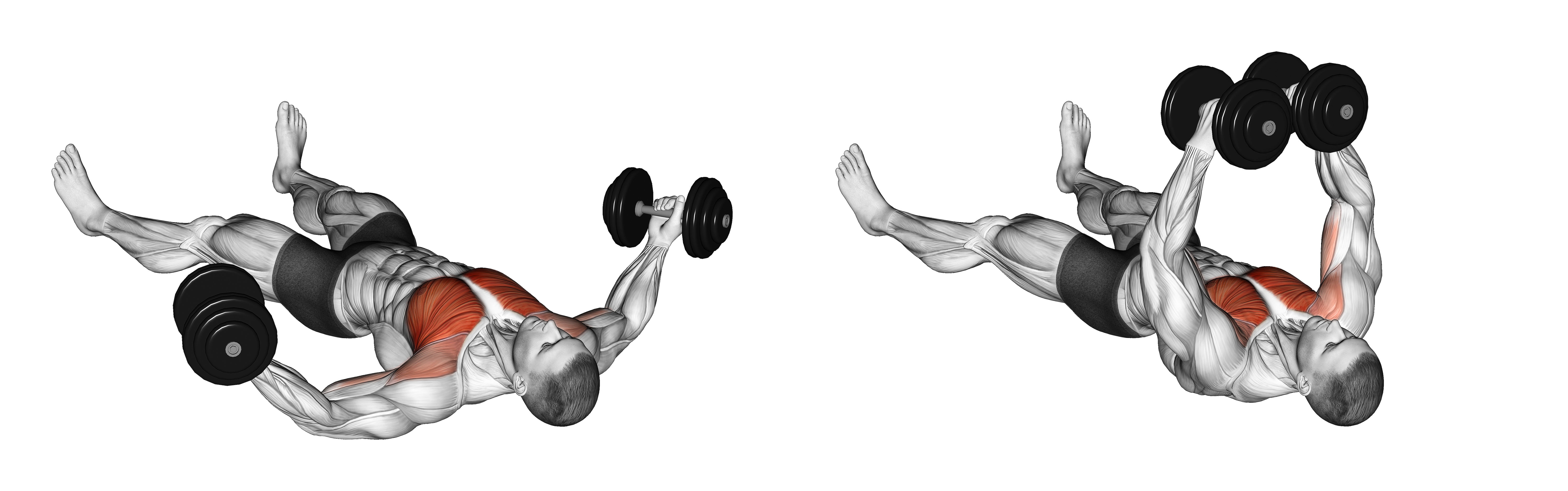 Dumbbell Floor Fly