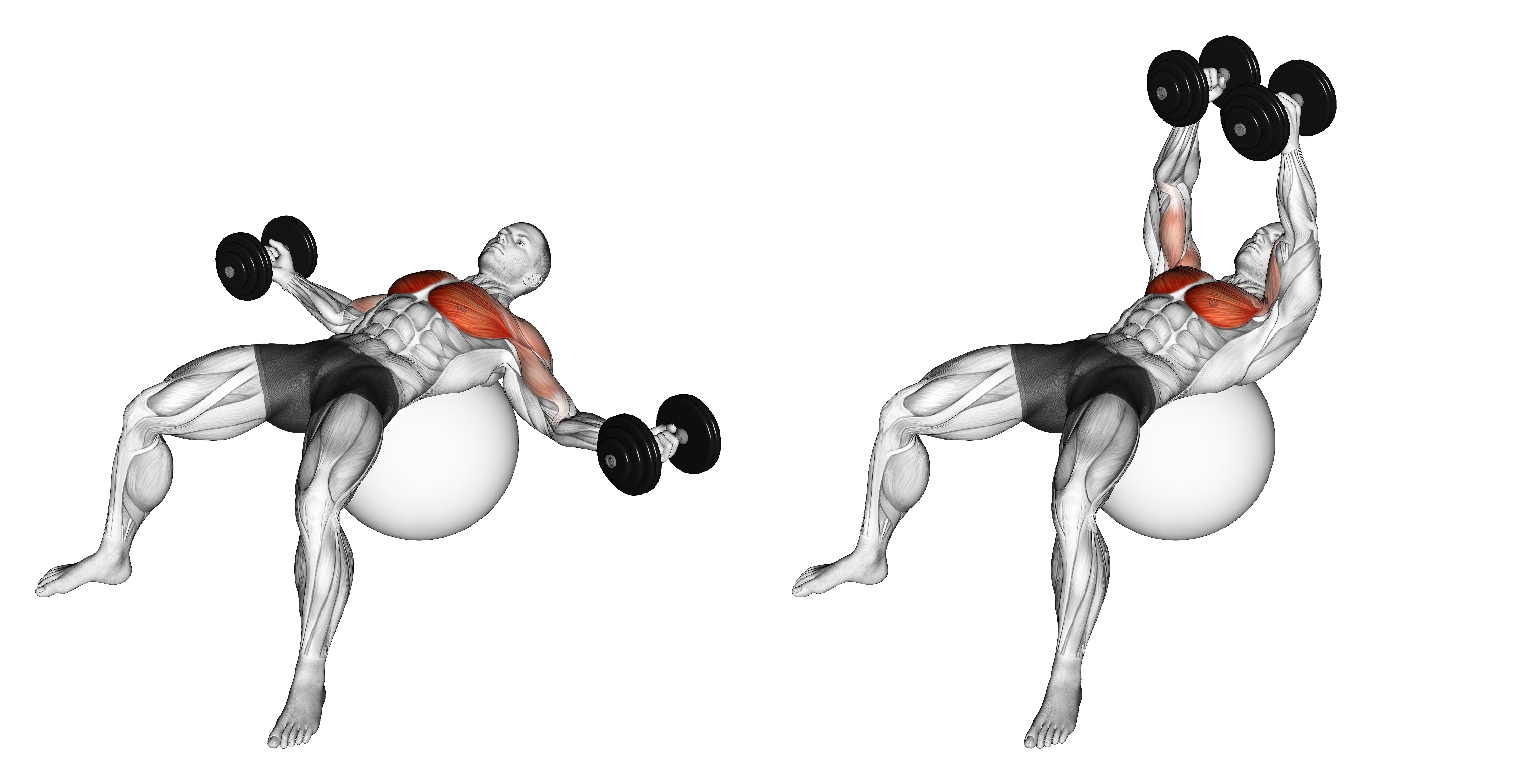 Dumbbell Fly On Exercise Ball