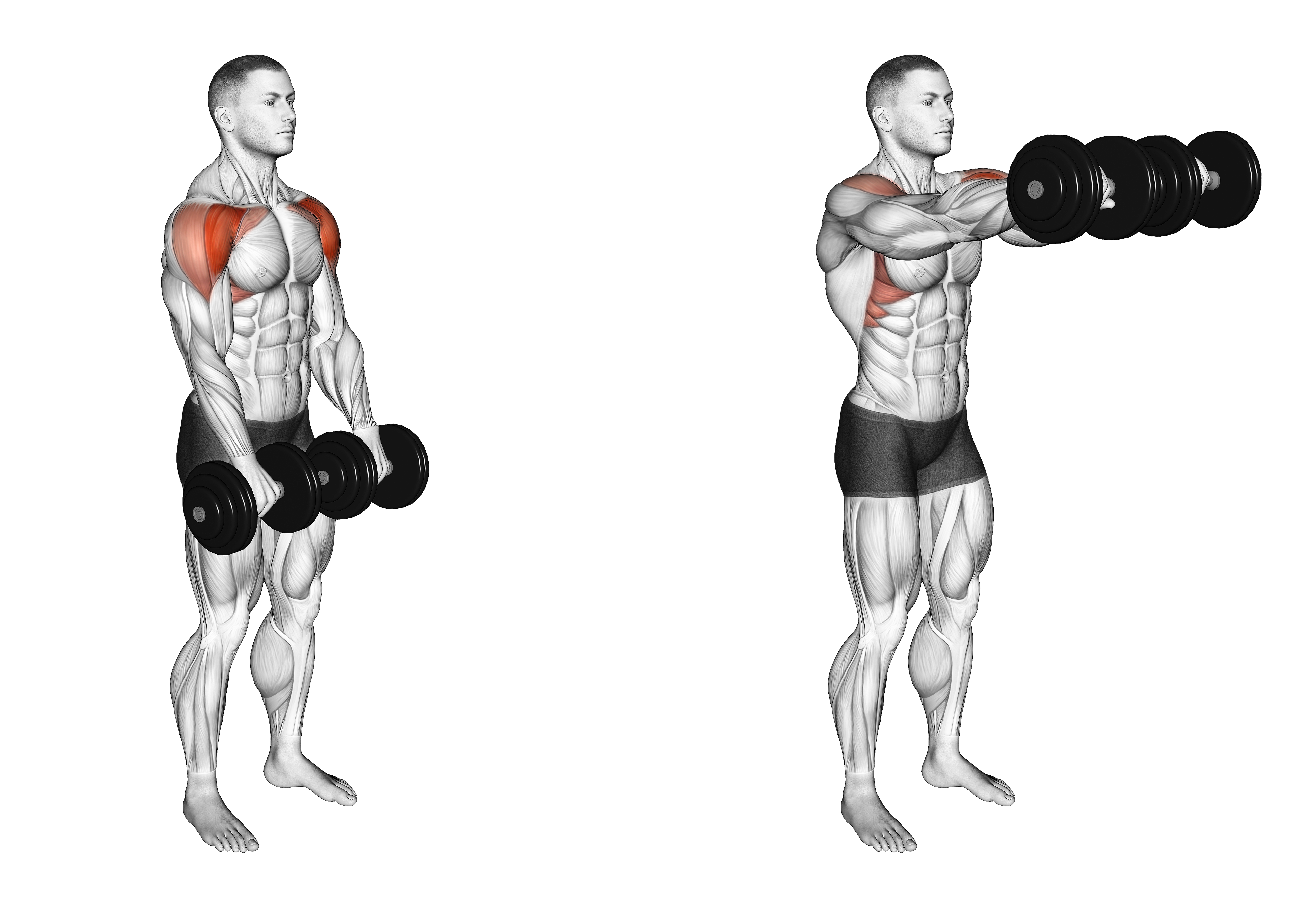 Dumbbell Front Raise