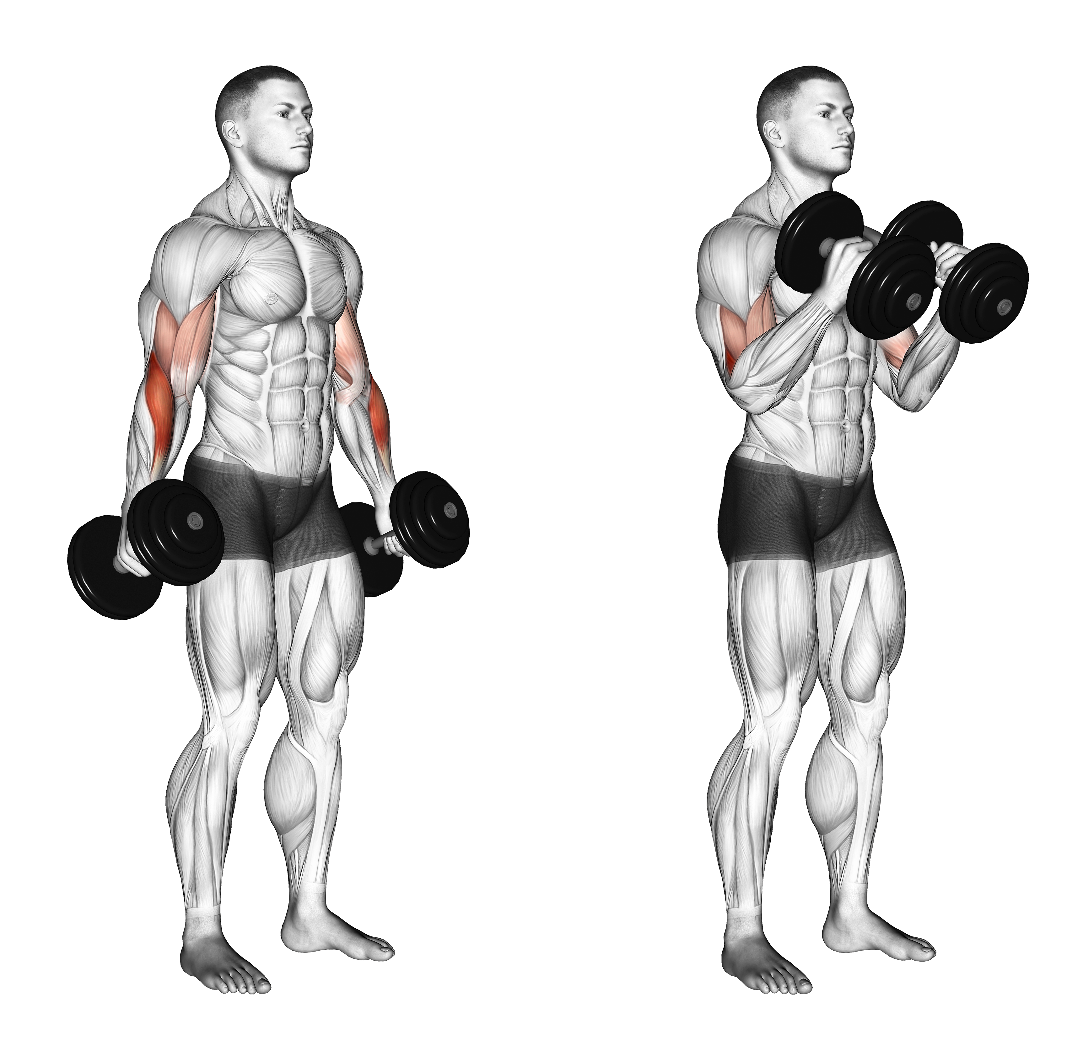 Dumbbell Hammer Curl Ii