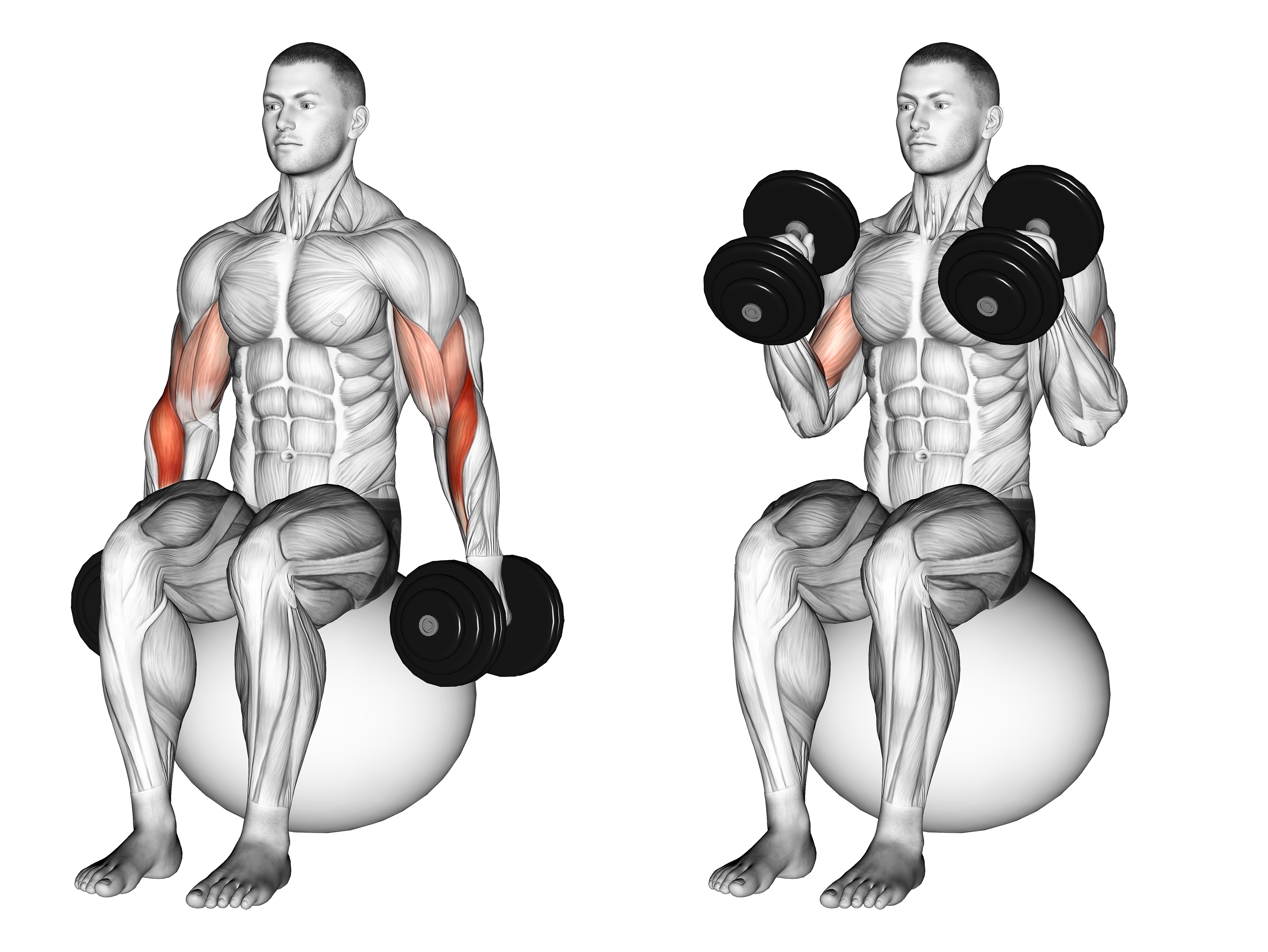 Dumbbell Hammer Curl On Exercise Ball