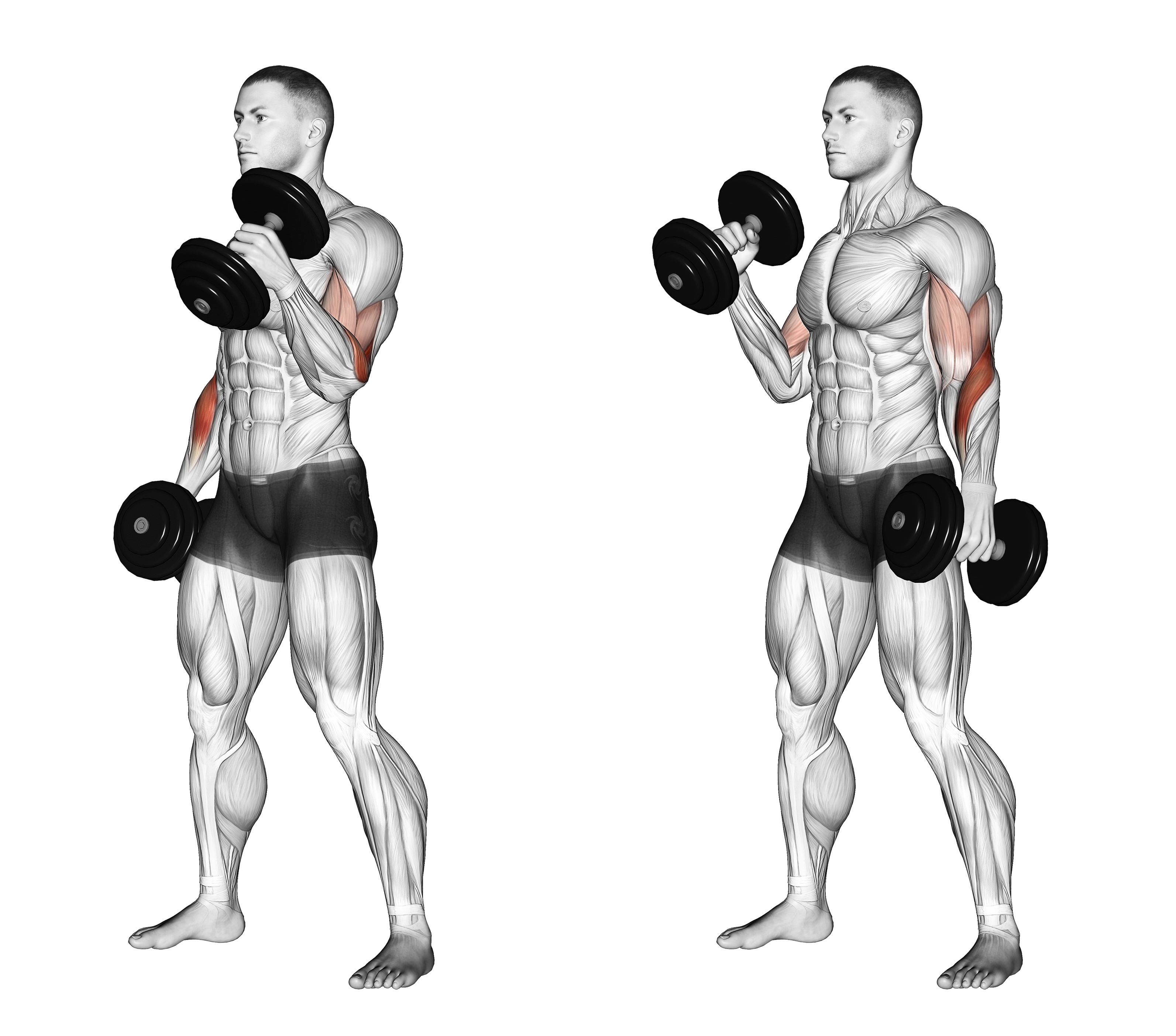 Dumbbell Hammer Curl