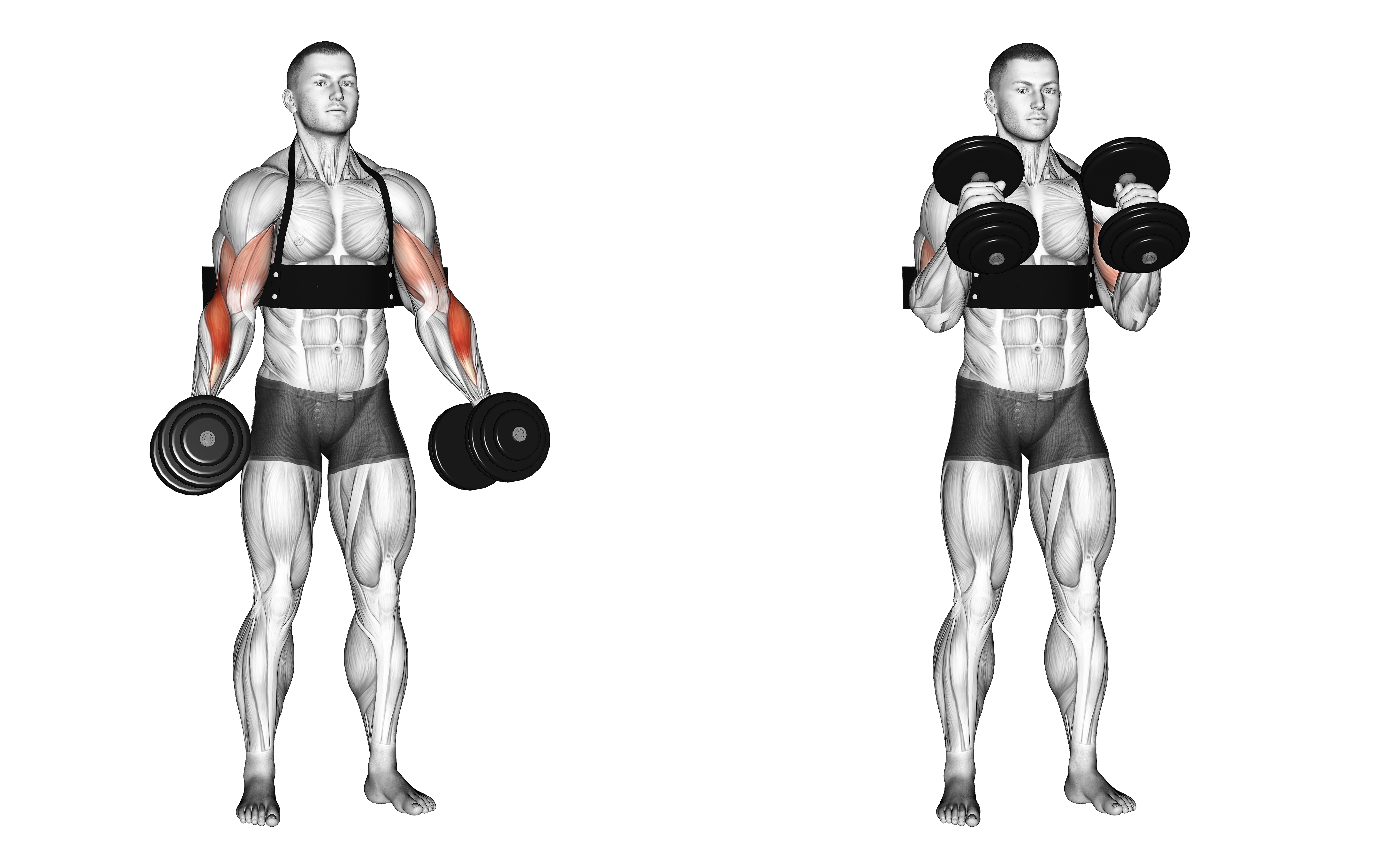 Dumbbell Hammer Curls (with Arm Blaster)