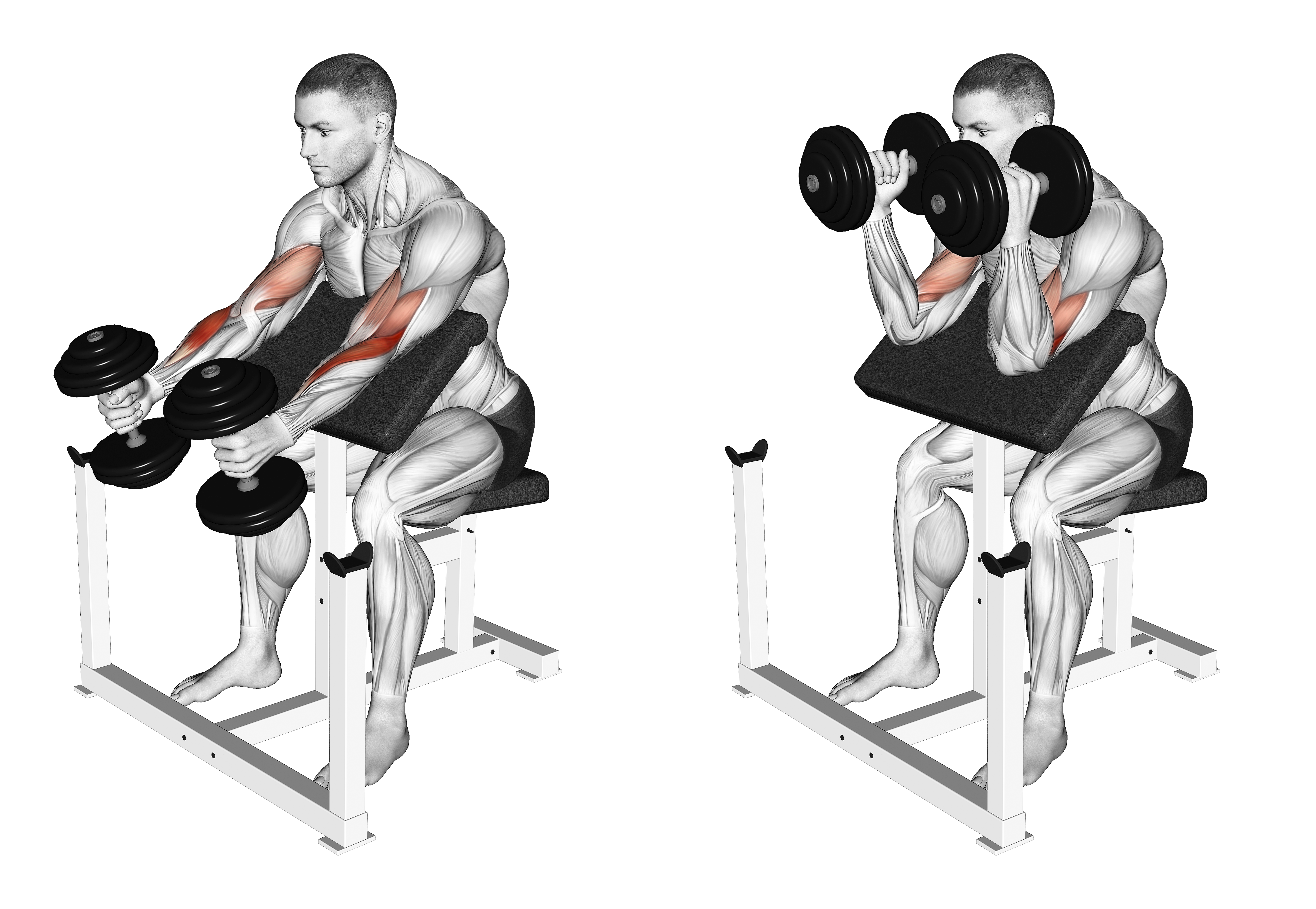 Dumbbell Hammer Preacher Curl