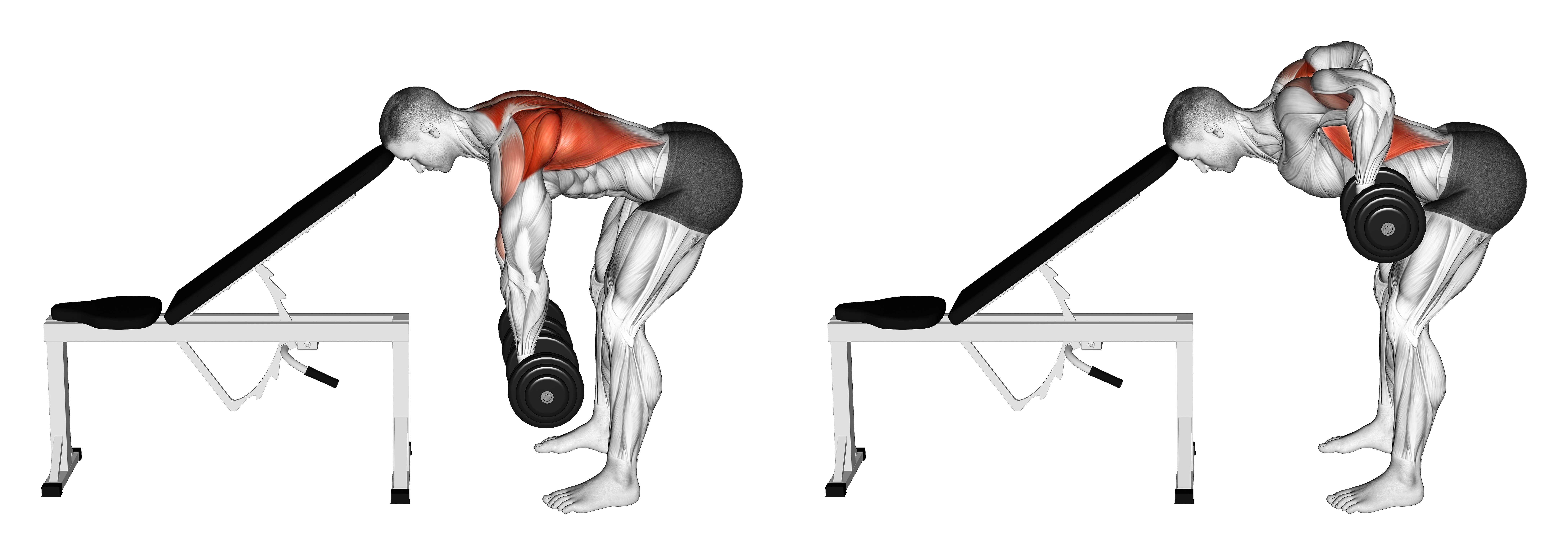 Dumbbell Head Supported Row