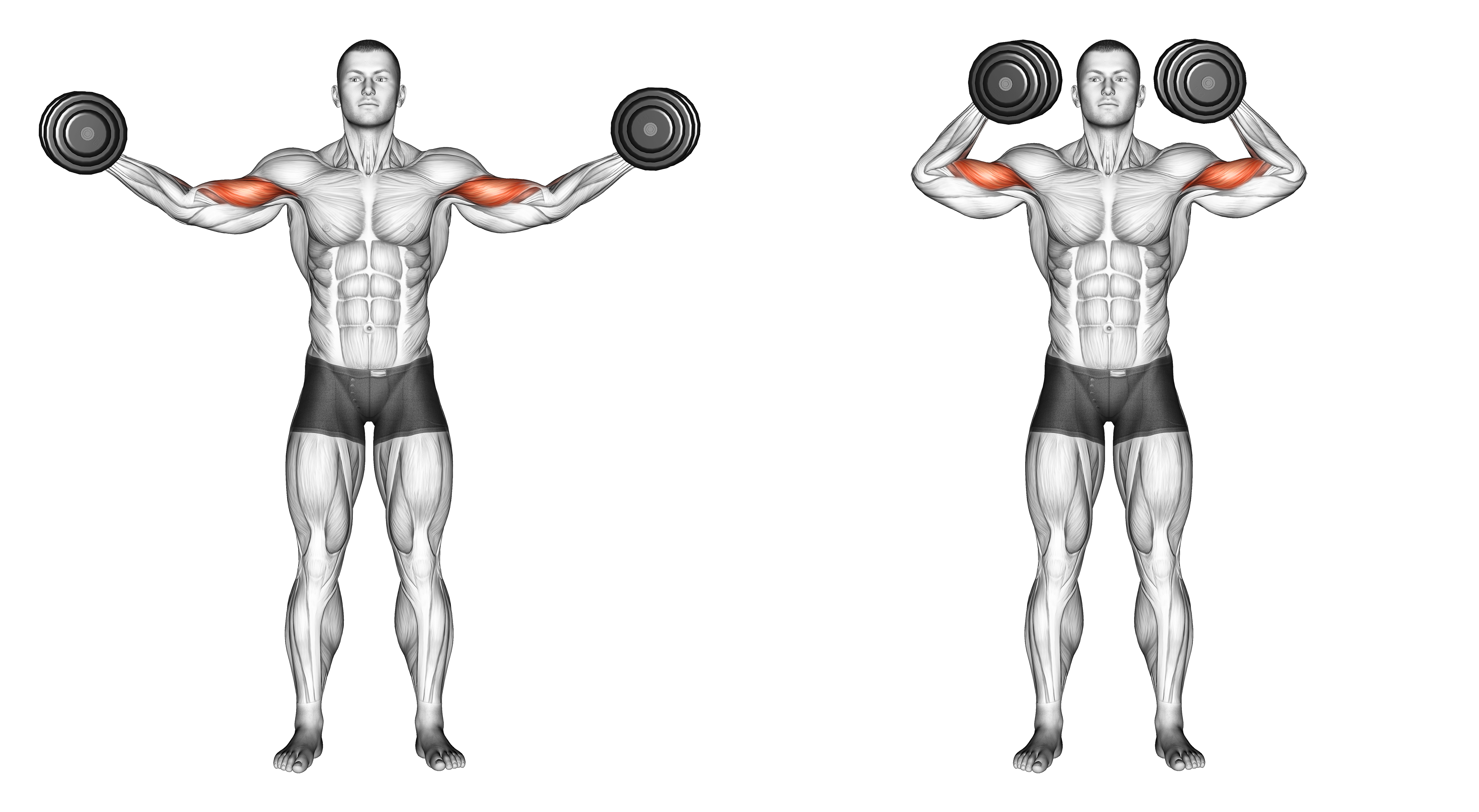 Dumbbell High Curl