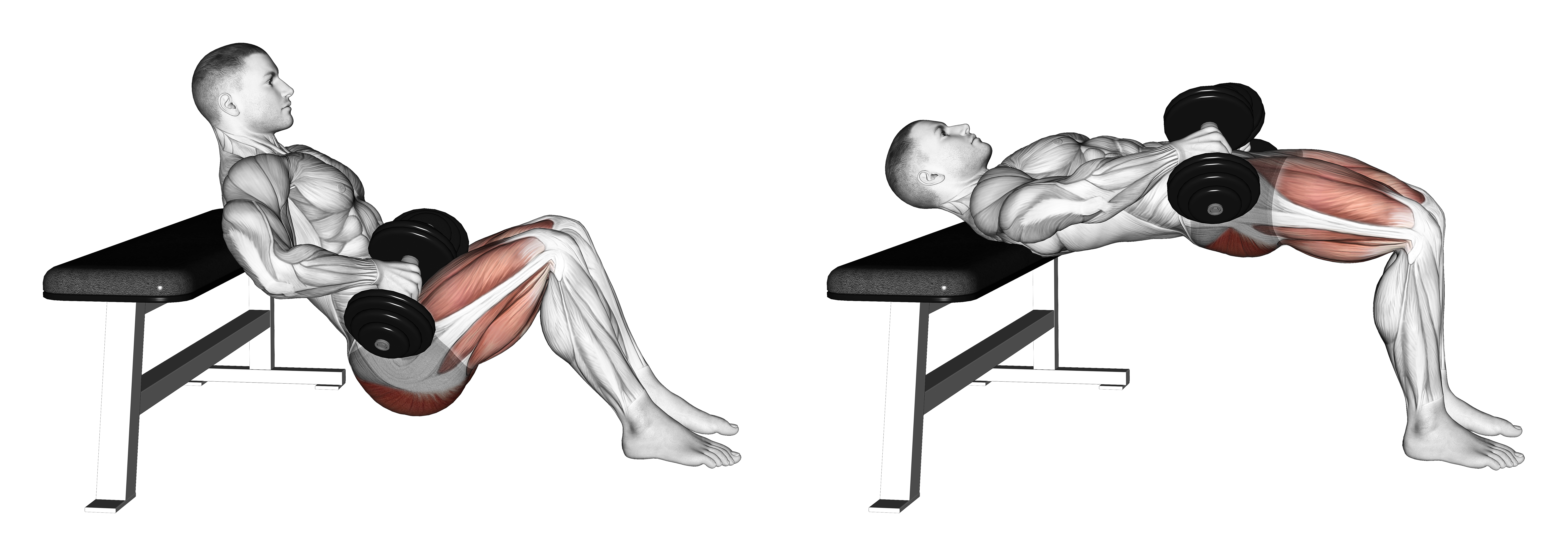 Dumbbell Hip Thrust