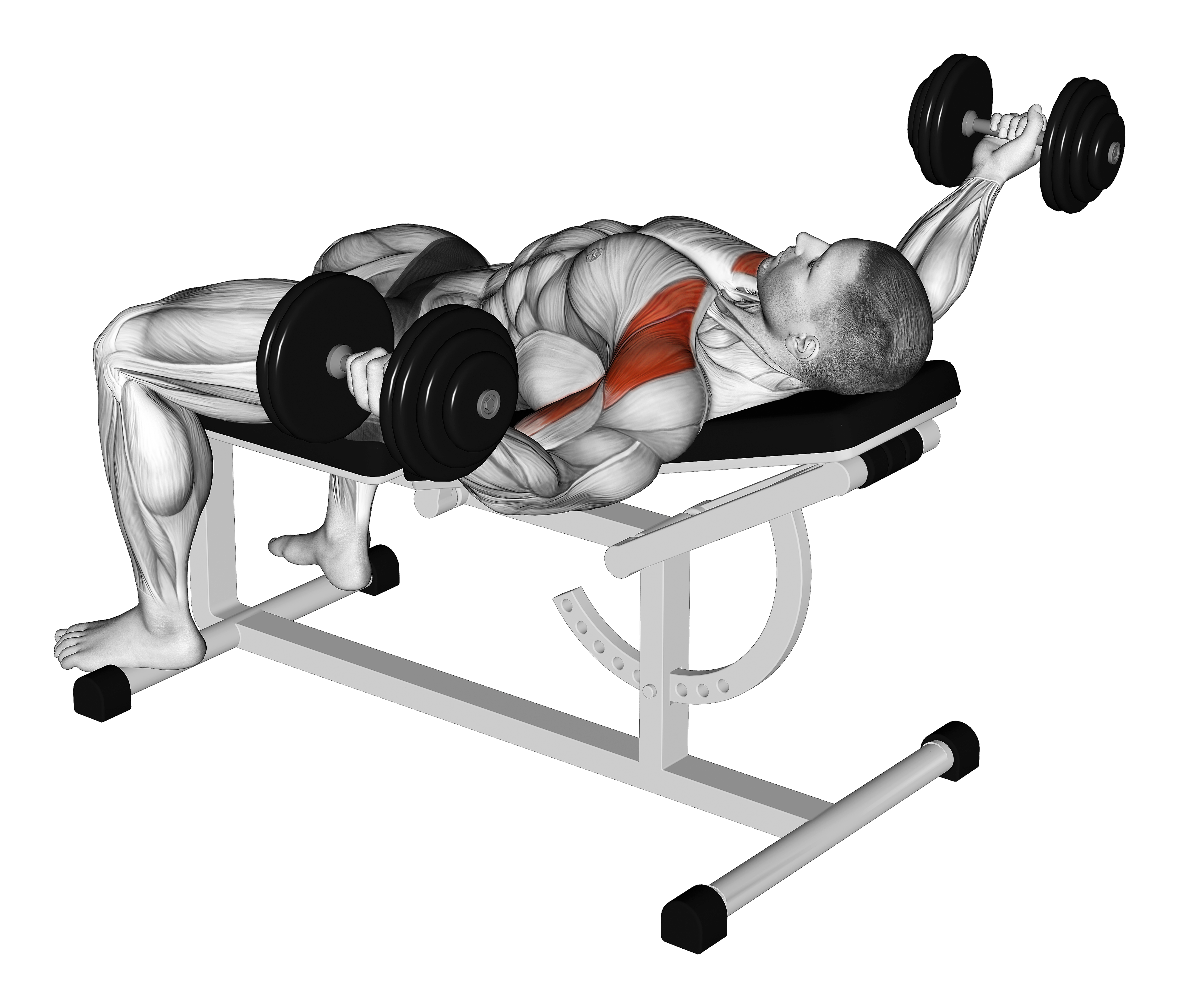 Dumbbell Incline 30 Degrees Flye Hold