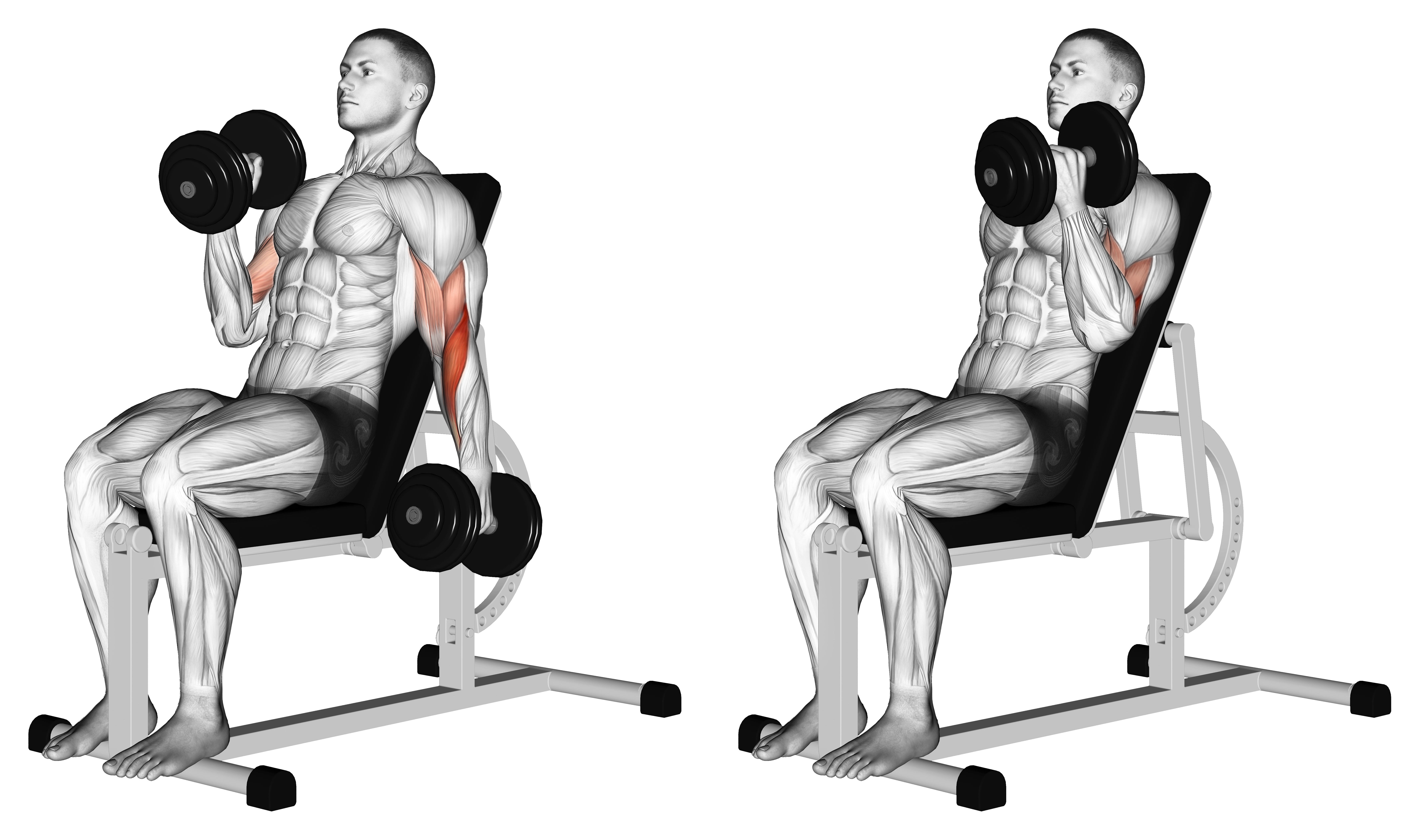 Dumbbell Incline Alternate Hammer Curl