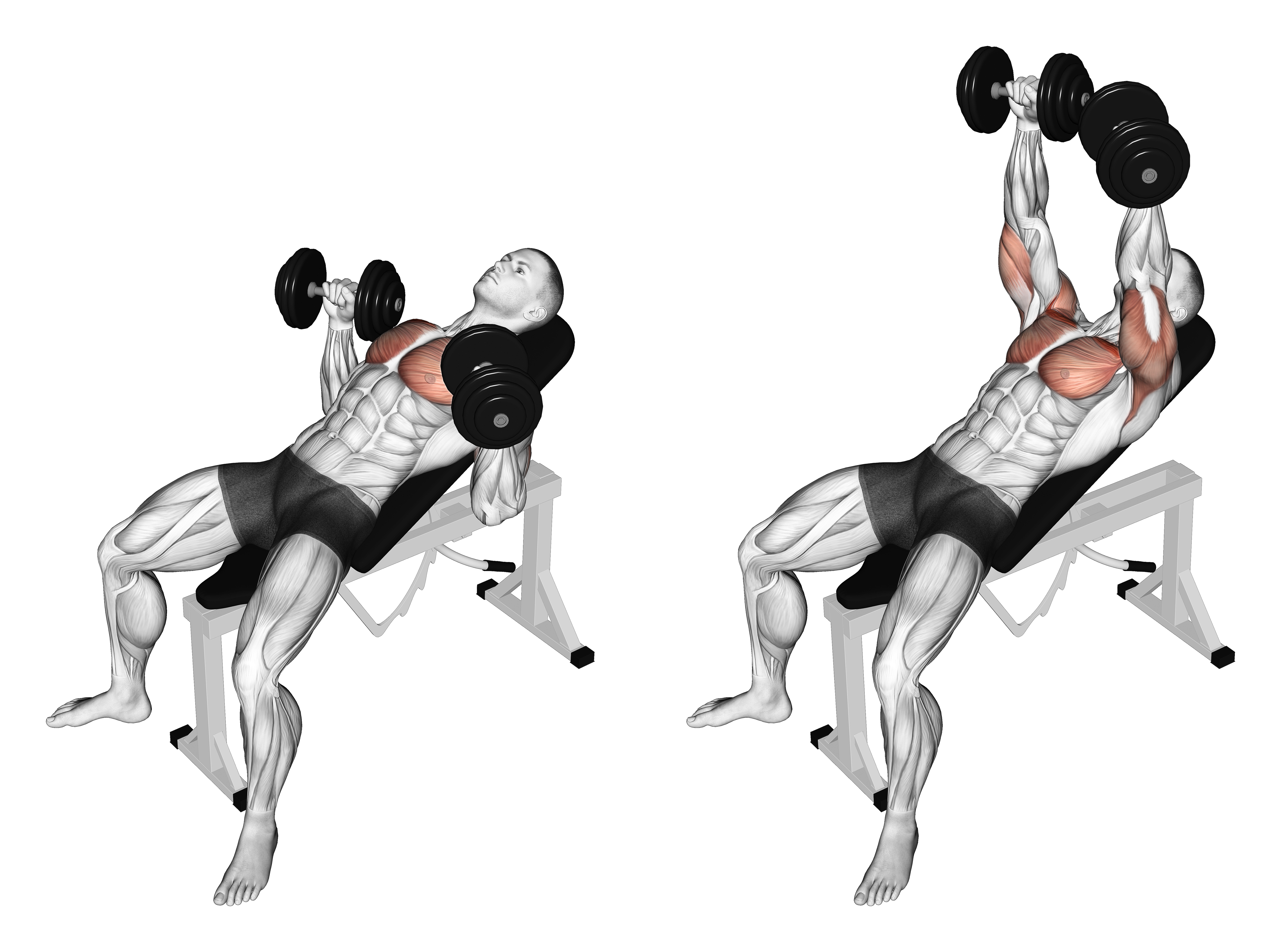 Dumbbell Incline Bench Press