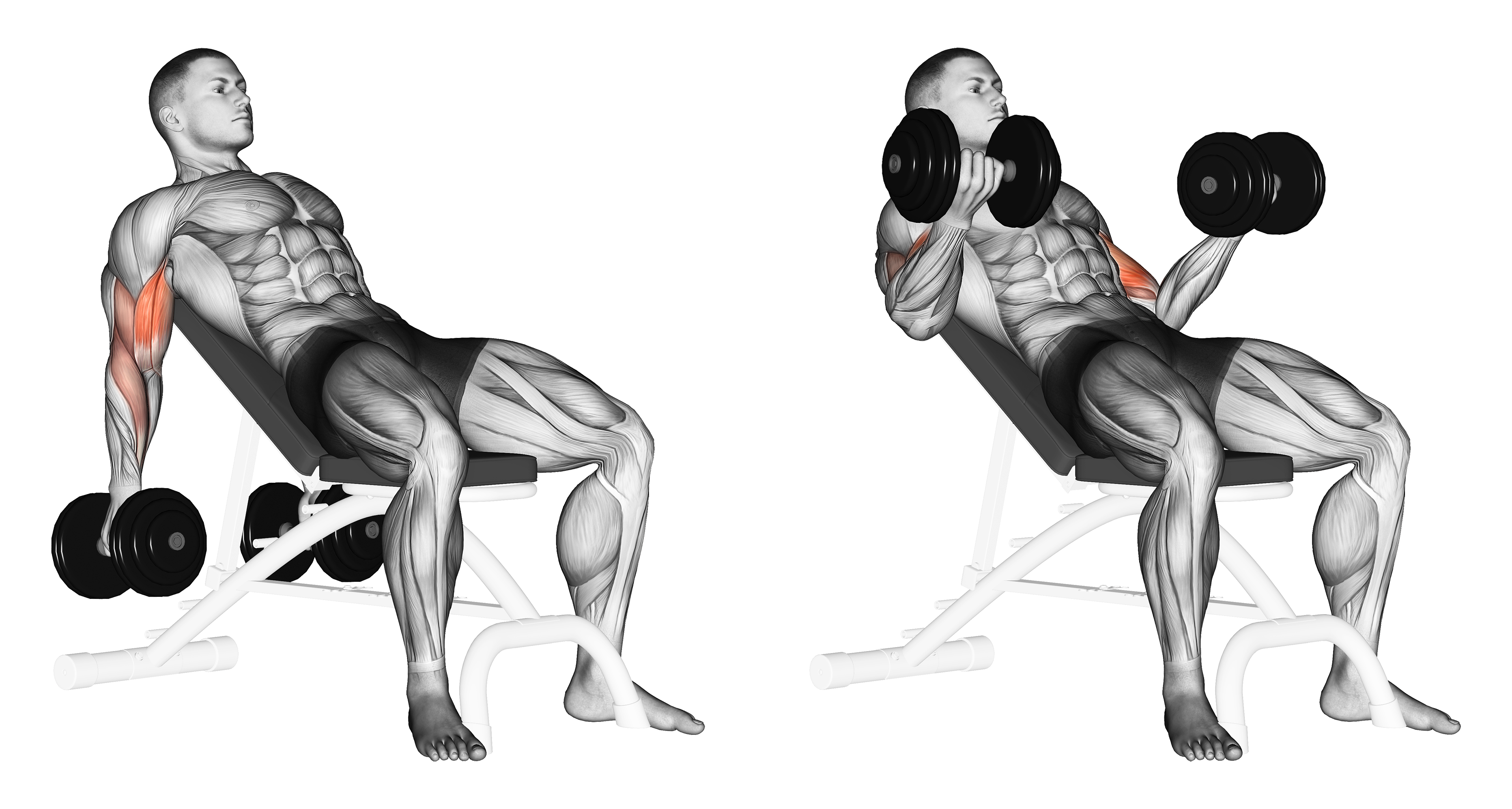 Dumbbell Incline Biceps Curl