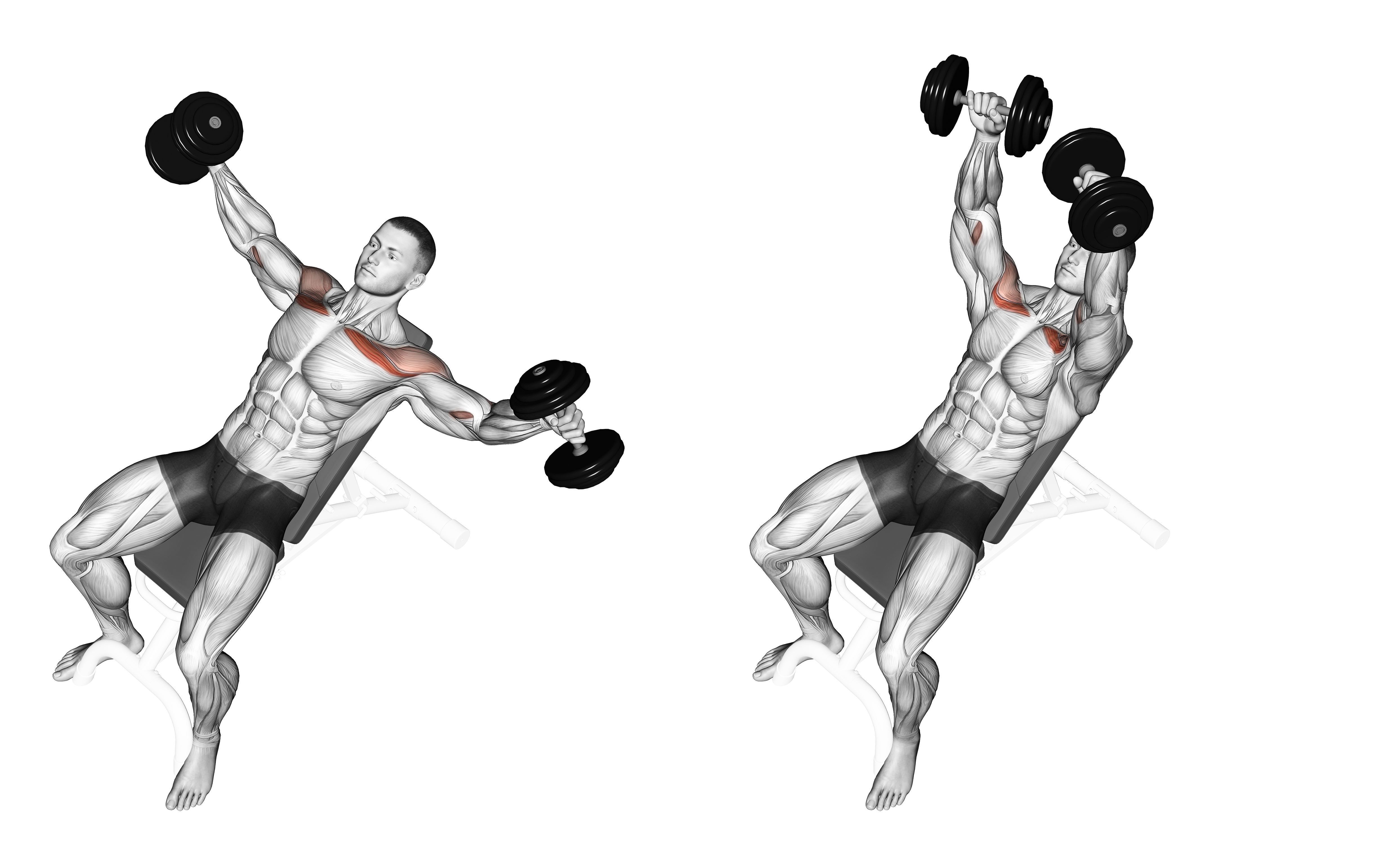 Dumbbell Incline Breeding