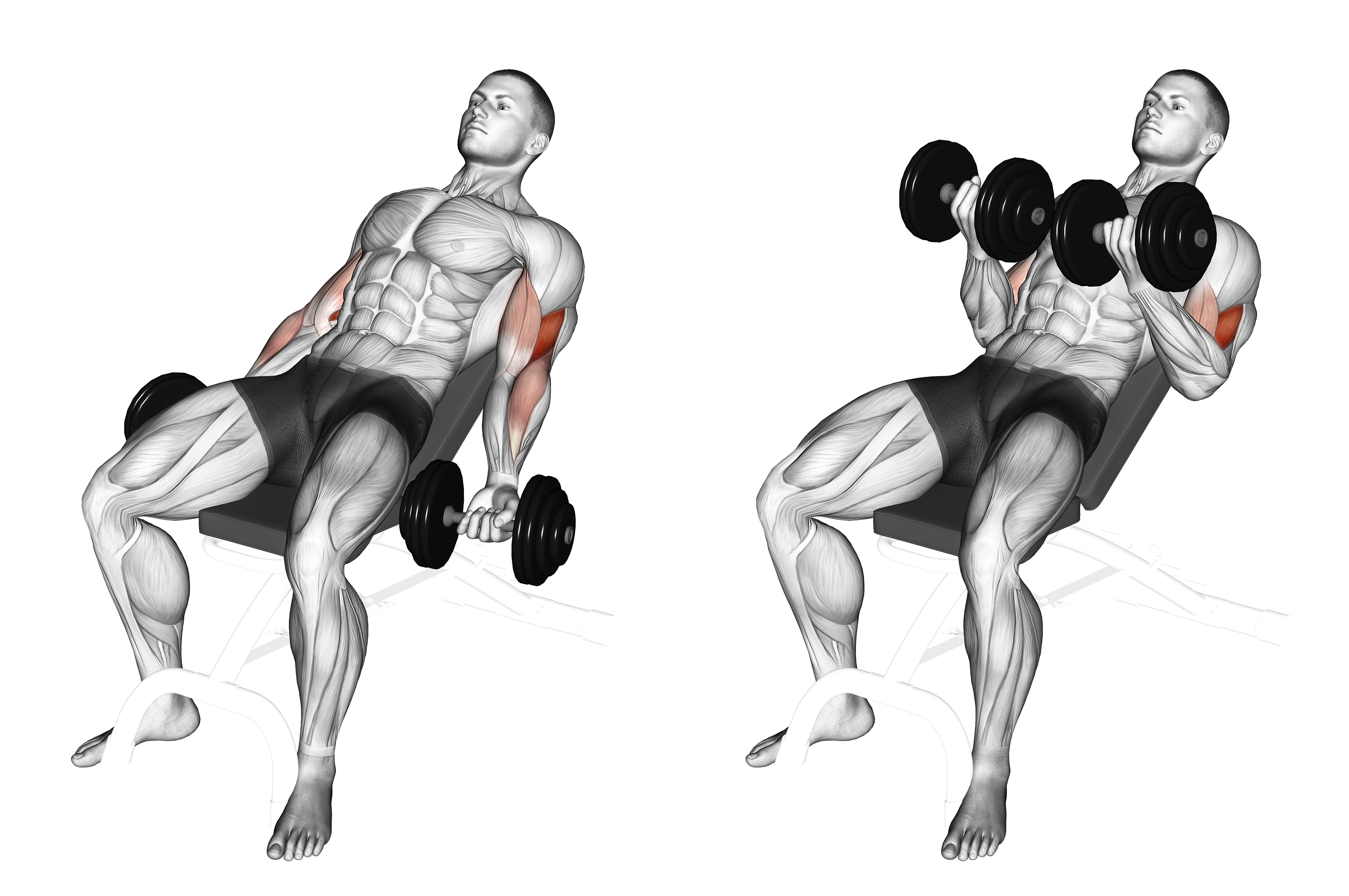 Dumbbell Incline Curl Ii