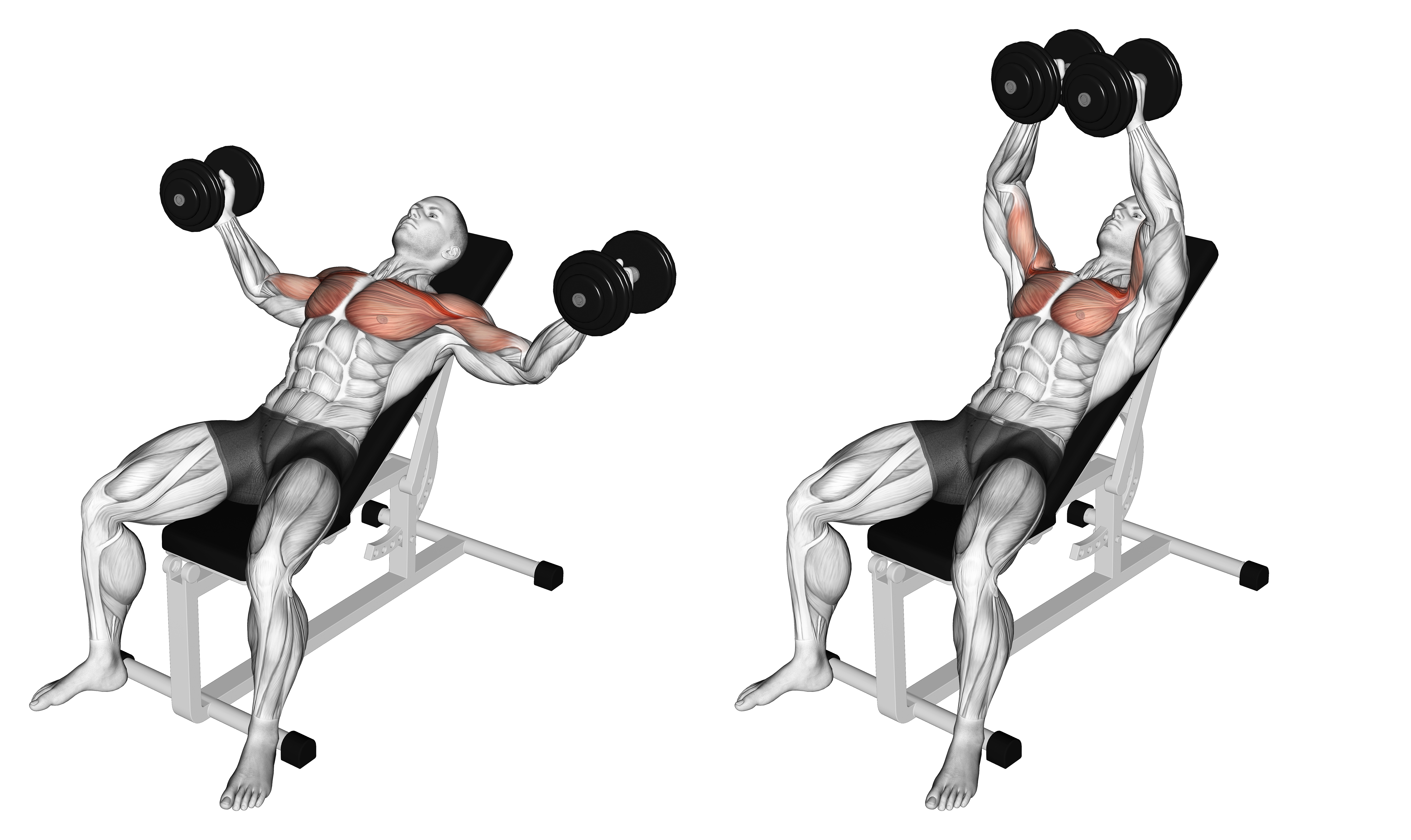 Dumbbell Incline Fly