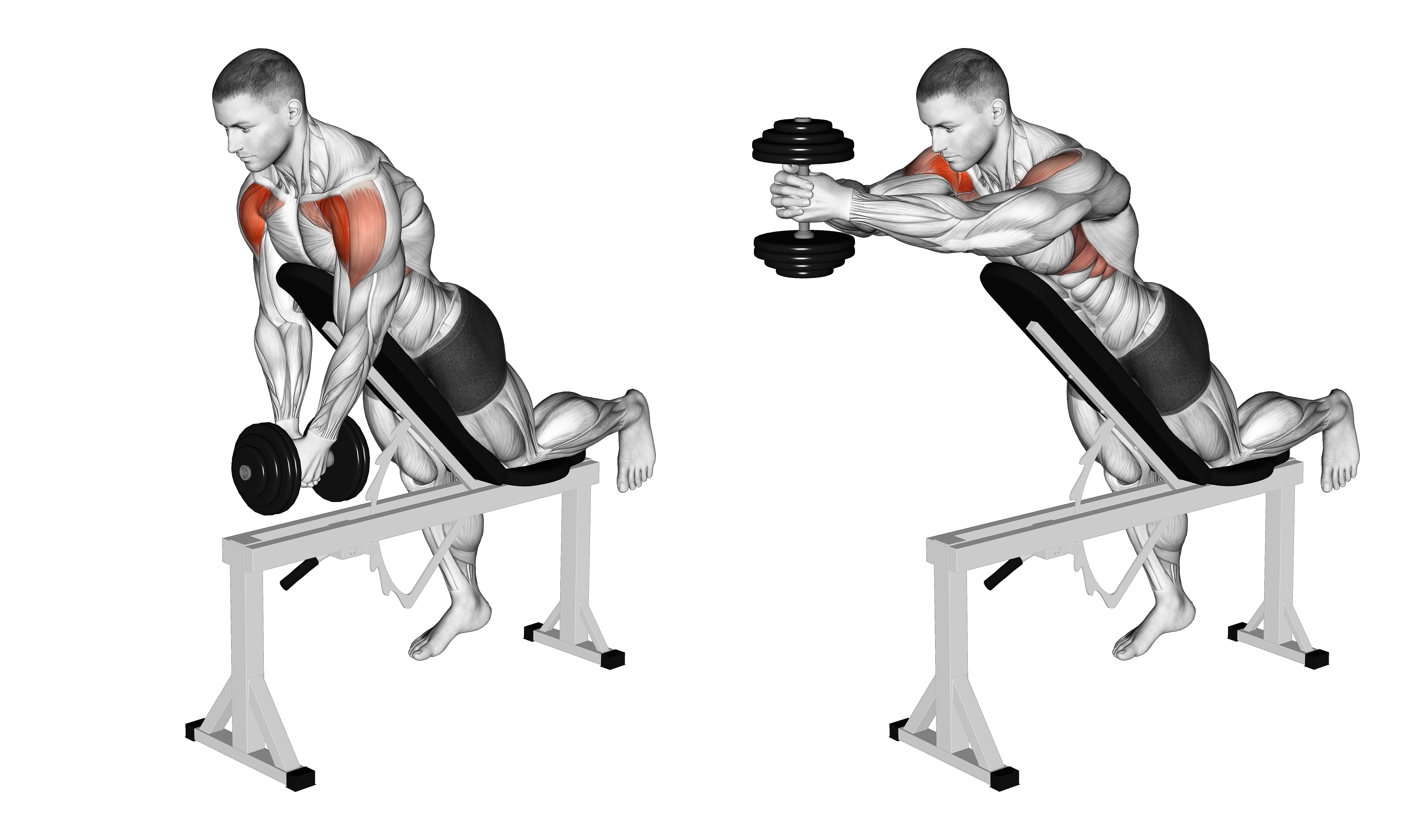 Dumbbell Incline Front Raise With Chest Support