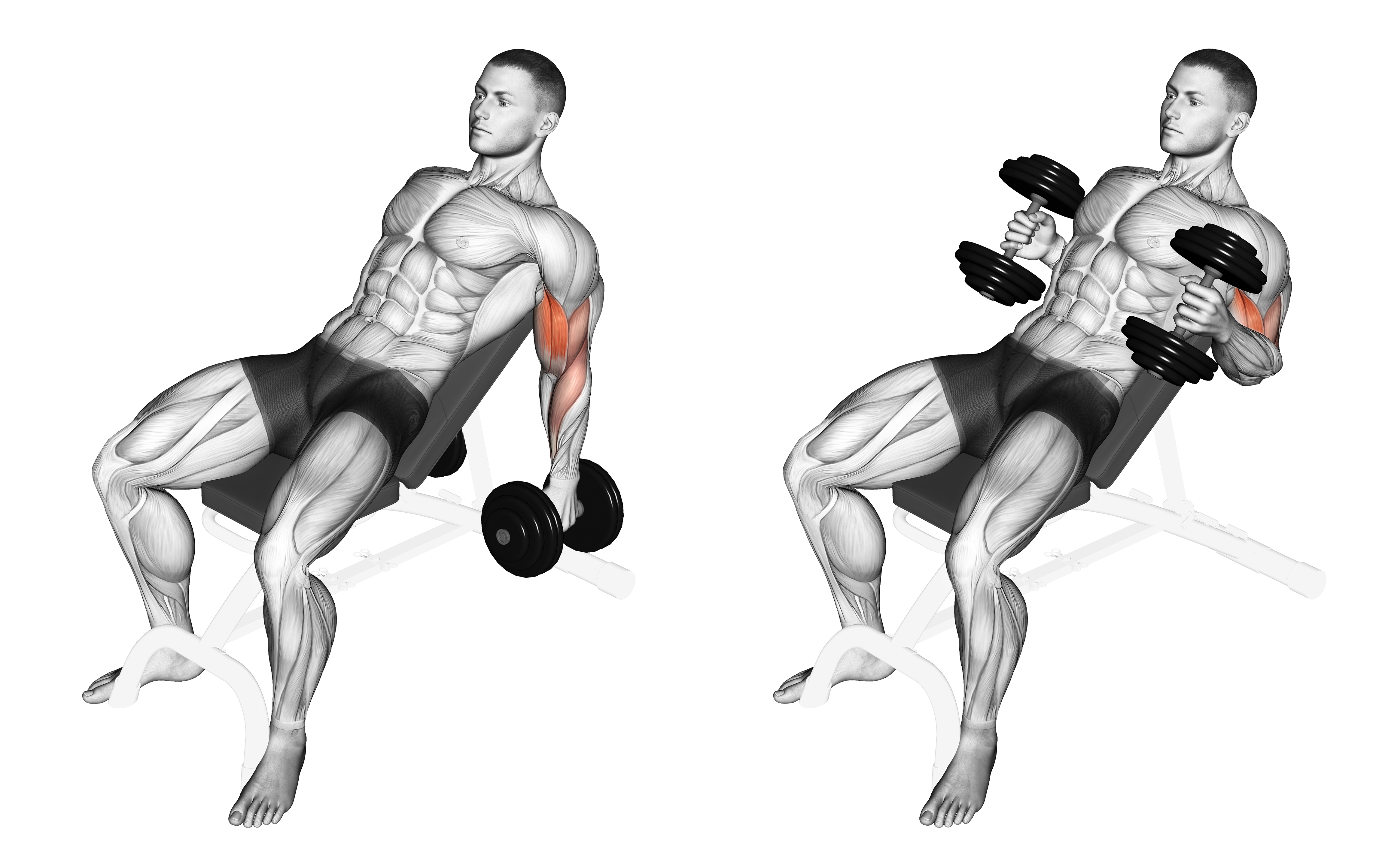 Dumbbell Incline Hammer Curl