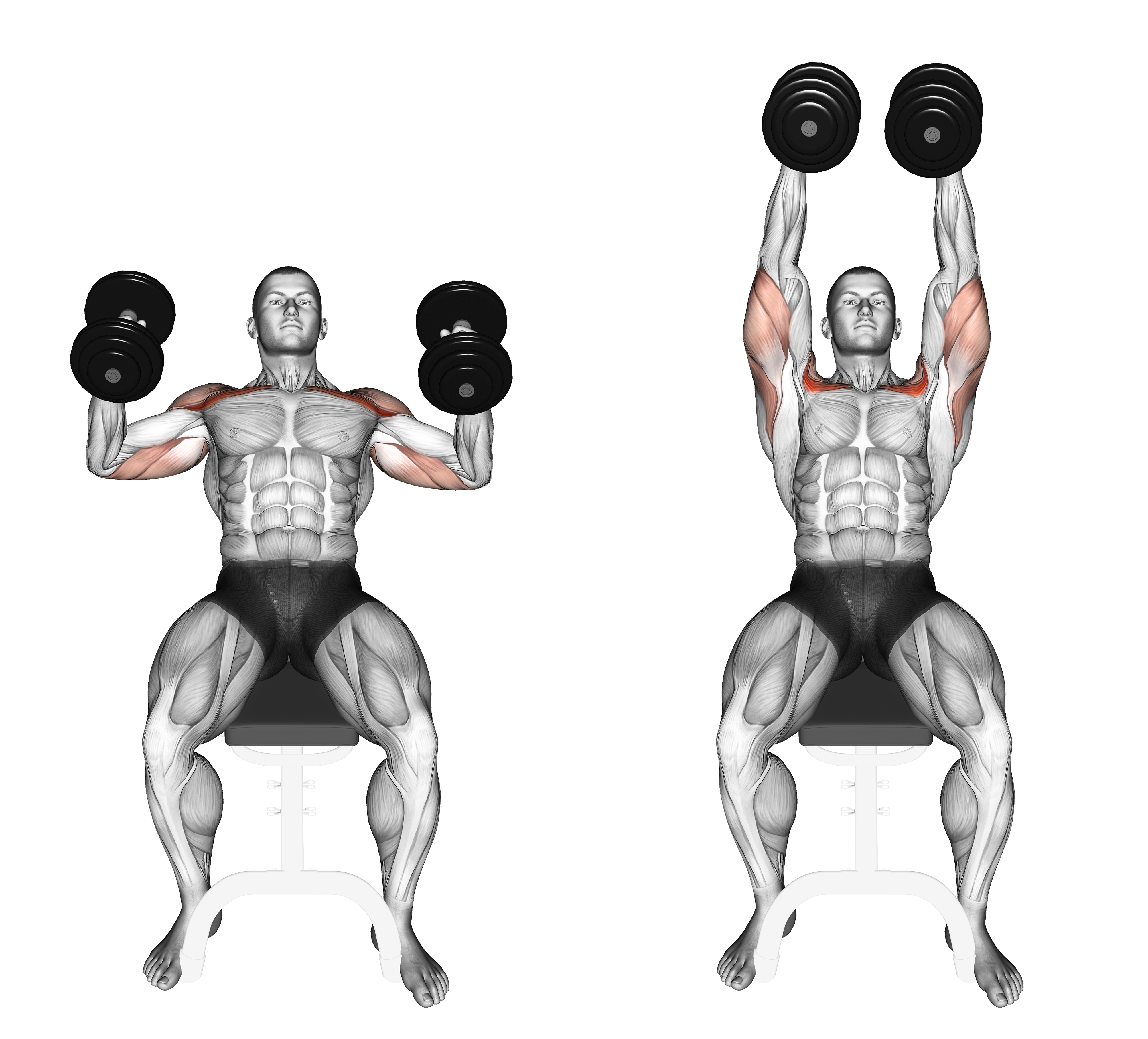 Dumbbell Incline Hammer Press