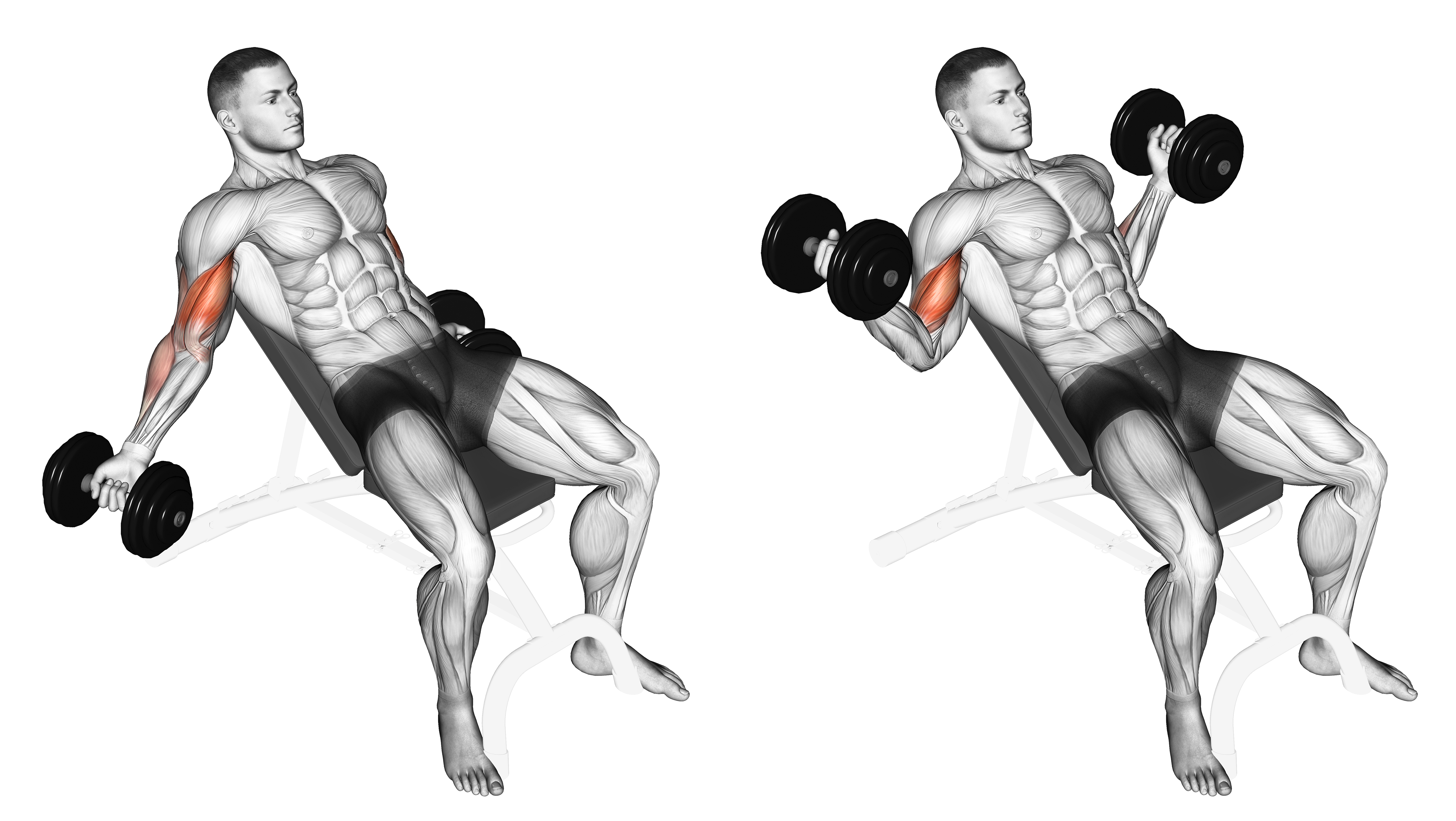 Dumbbell Incline Inner Biceps Curl