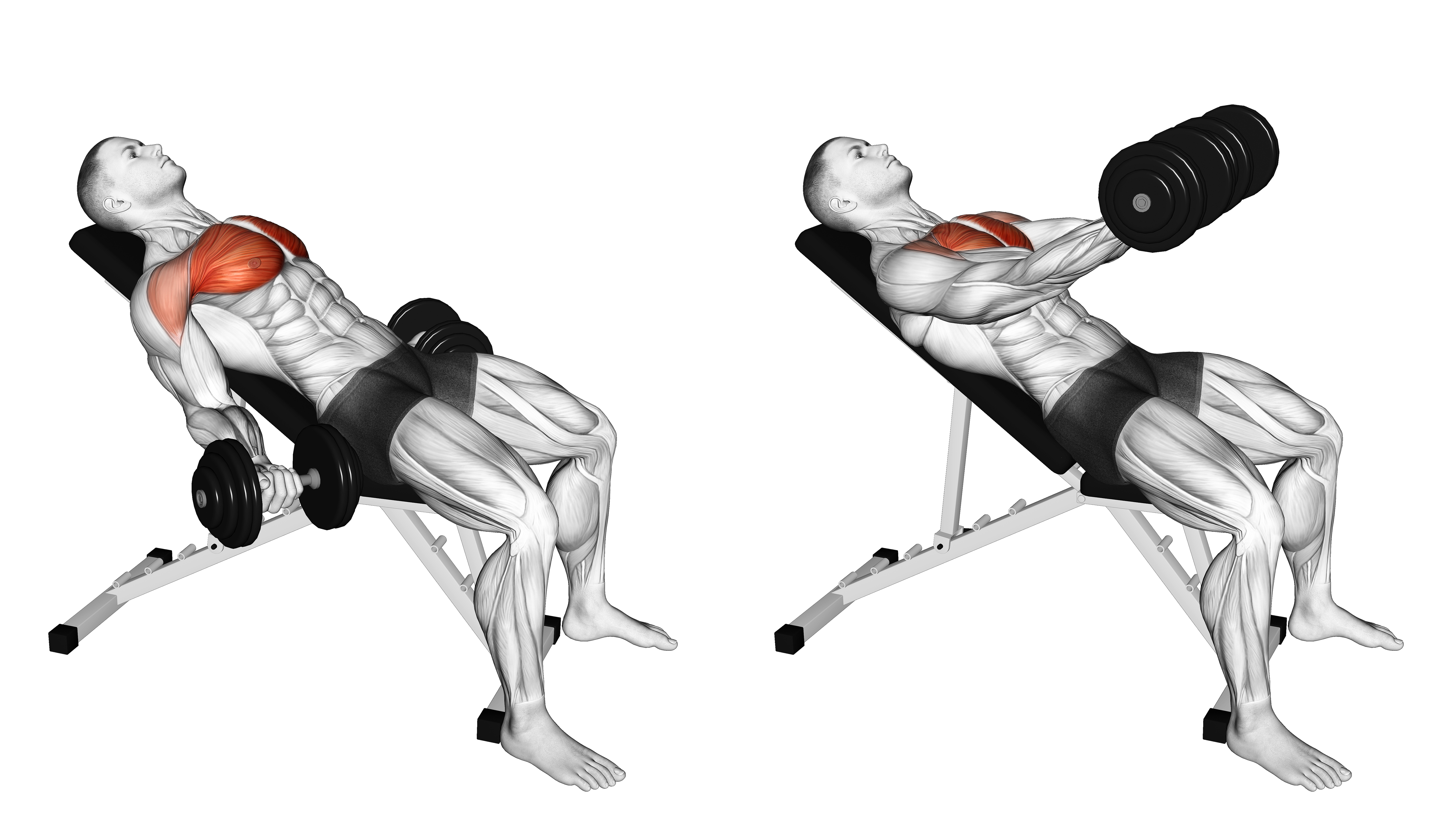 Dumbbell Incline Low Fly