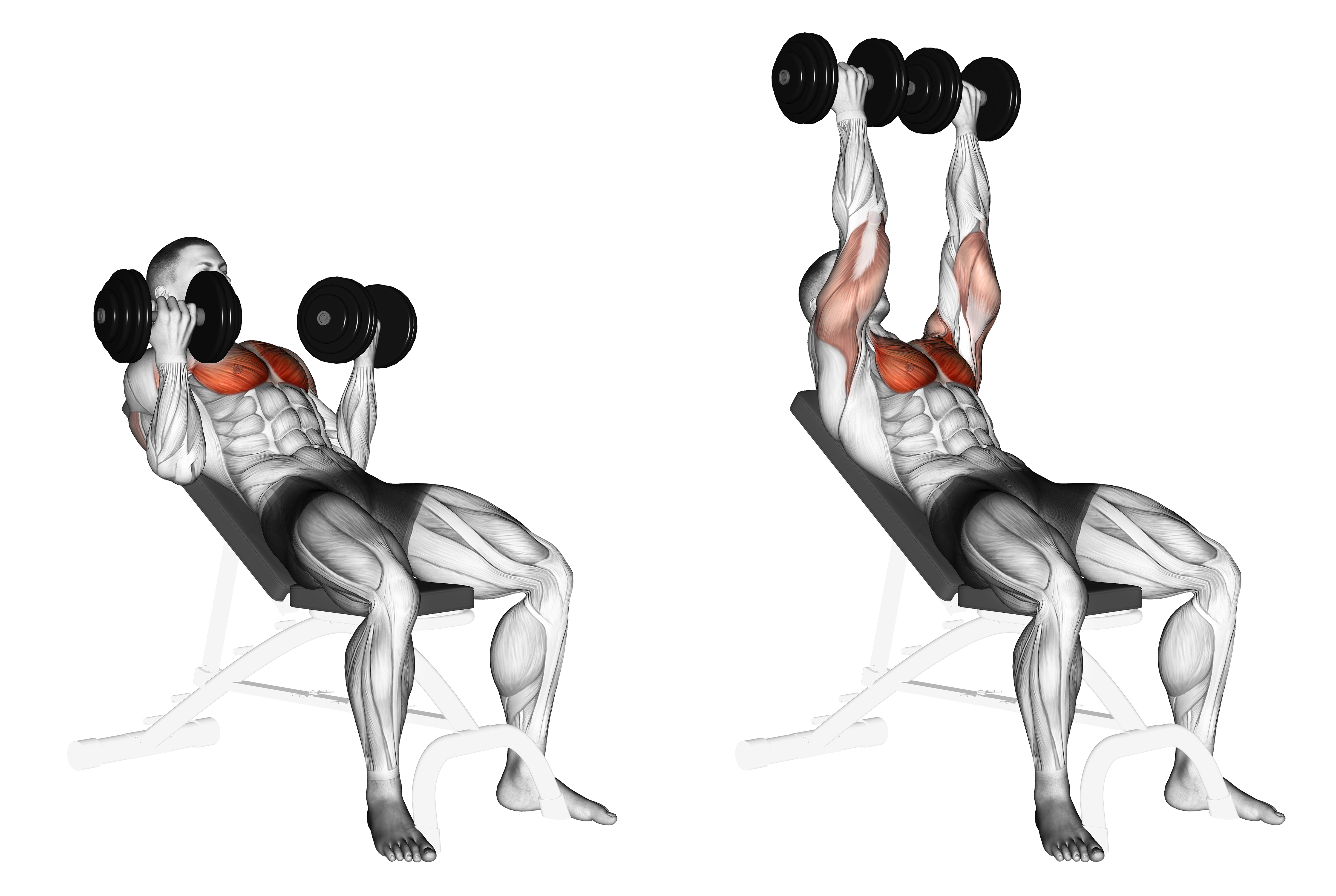 Dumbbell Incline Palm In Press