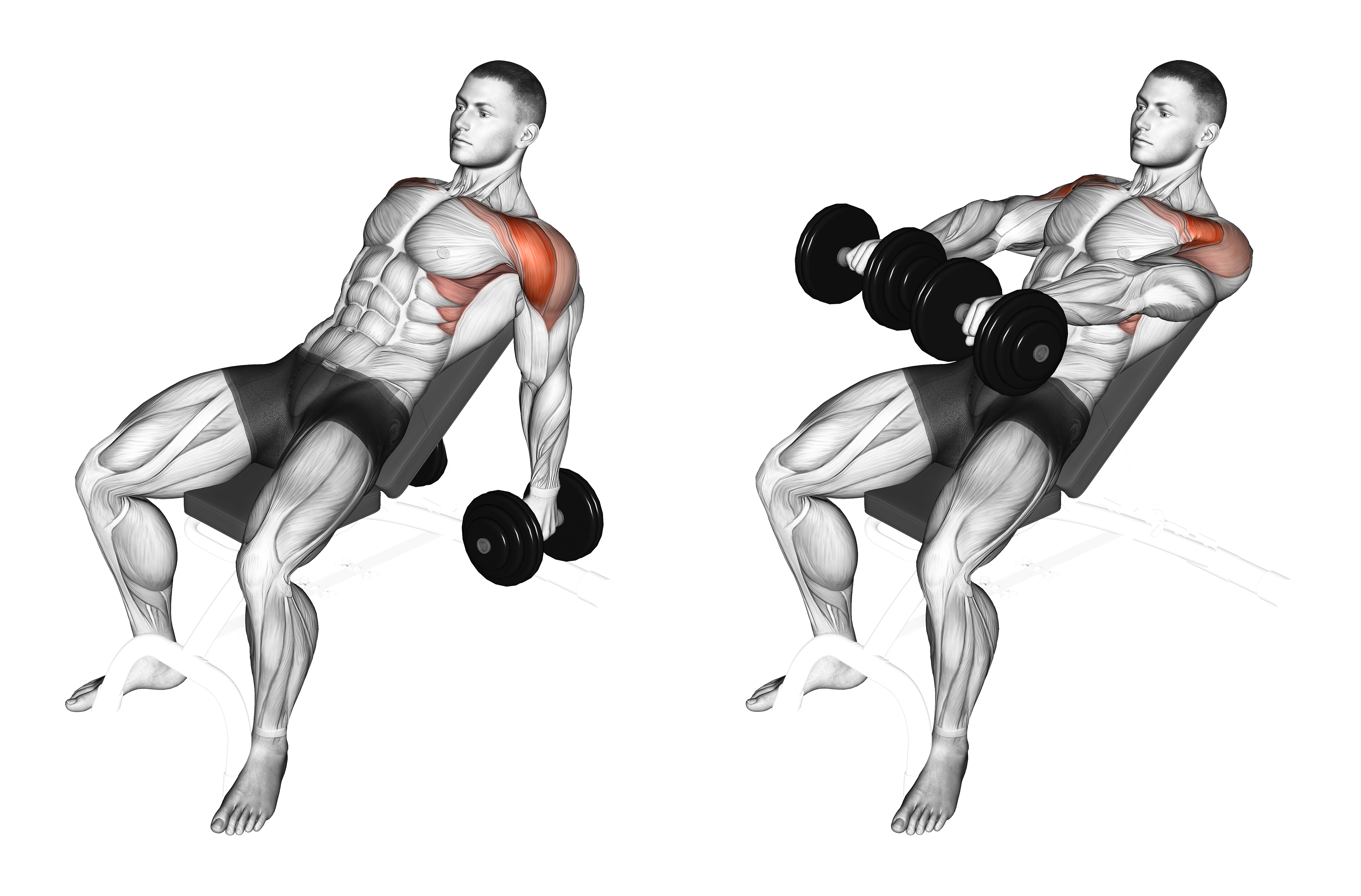 Dumbbell Incline Raise