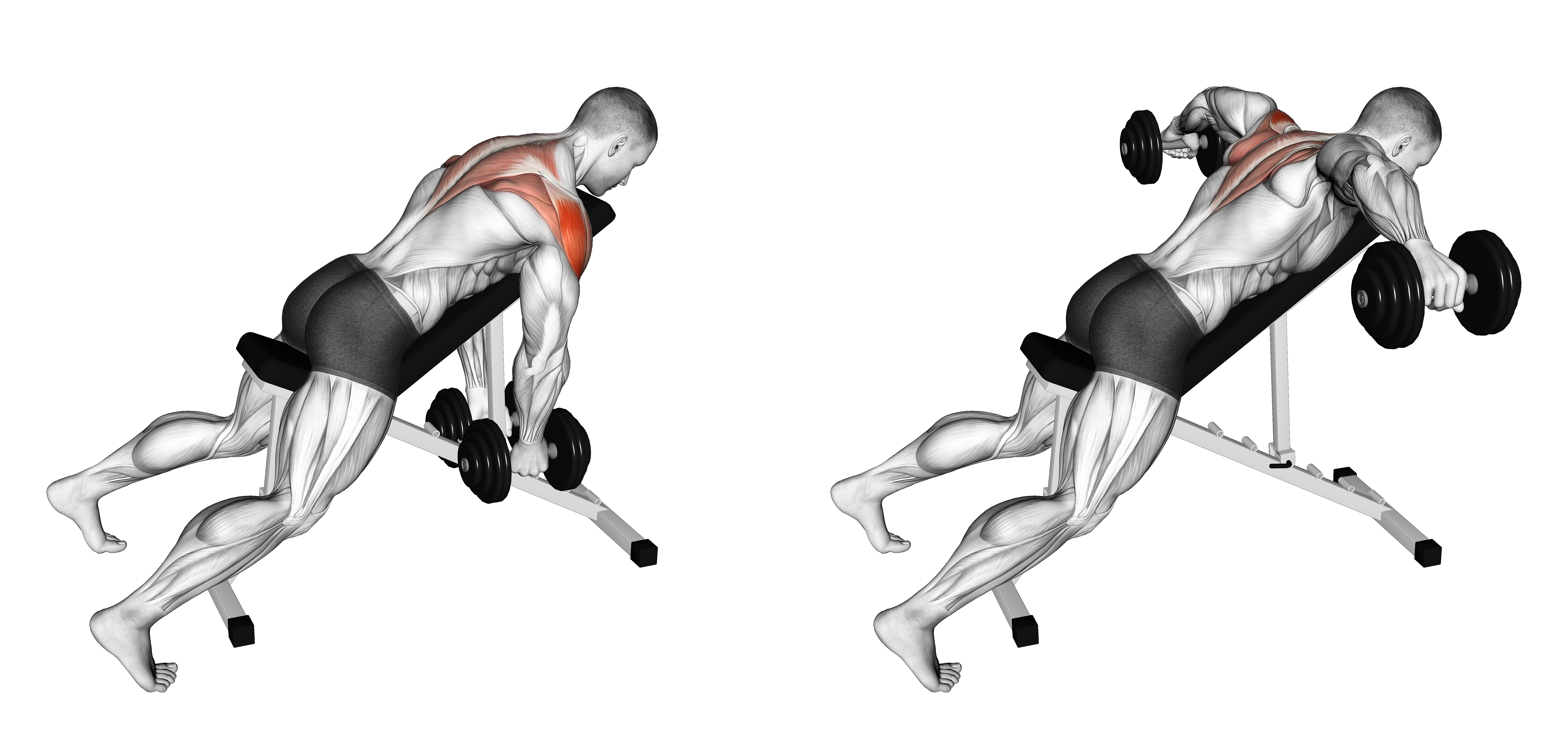 Dumbbell Incline Rear Lateral Raise