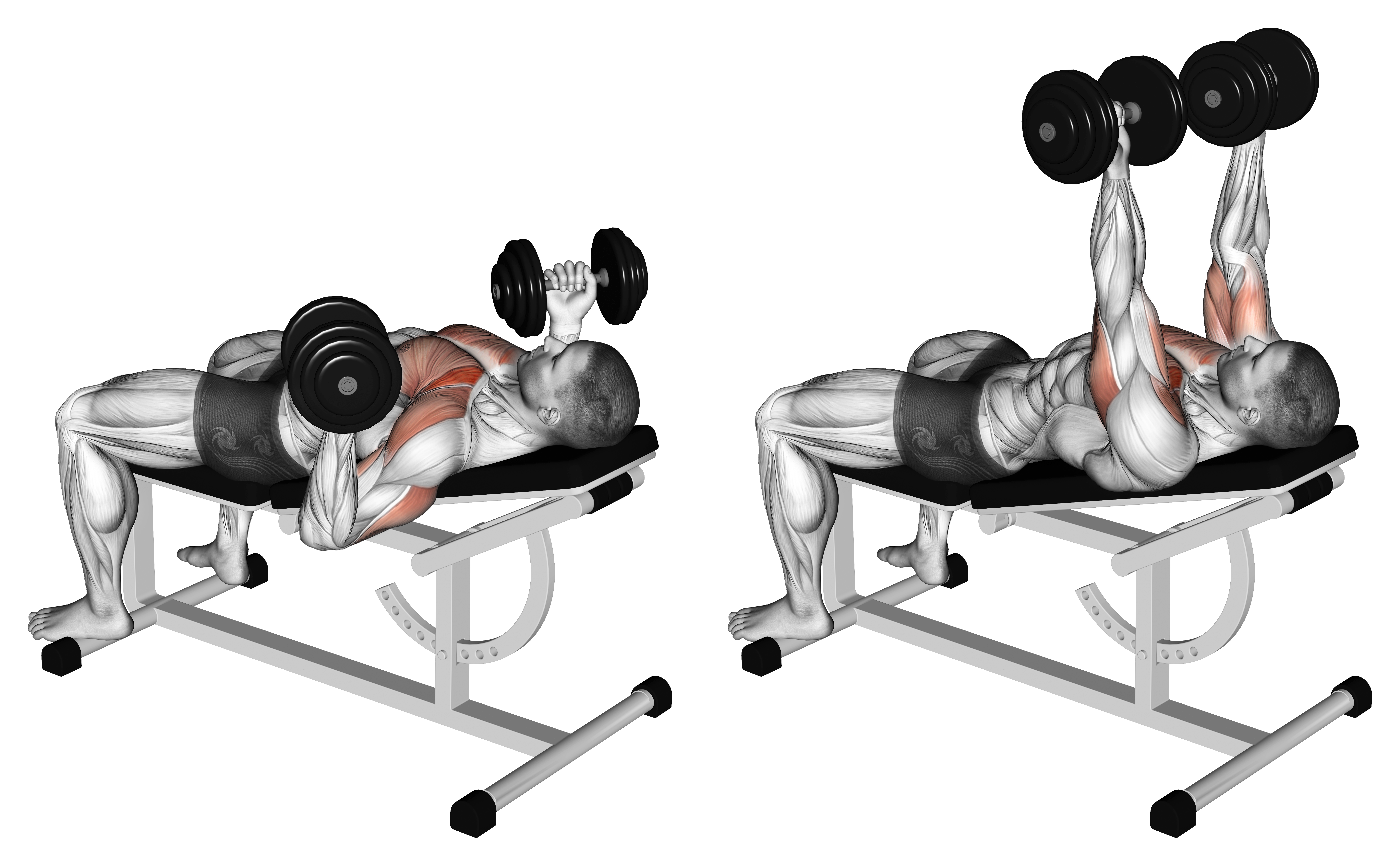 Dumbbell Incline Reverse Grip 30 Degrees Bench Press